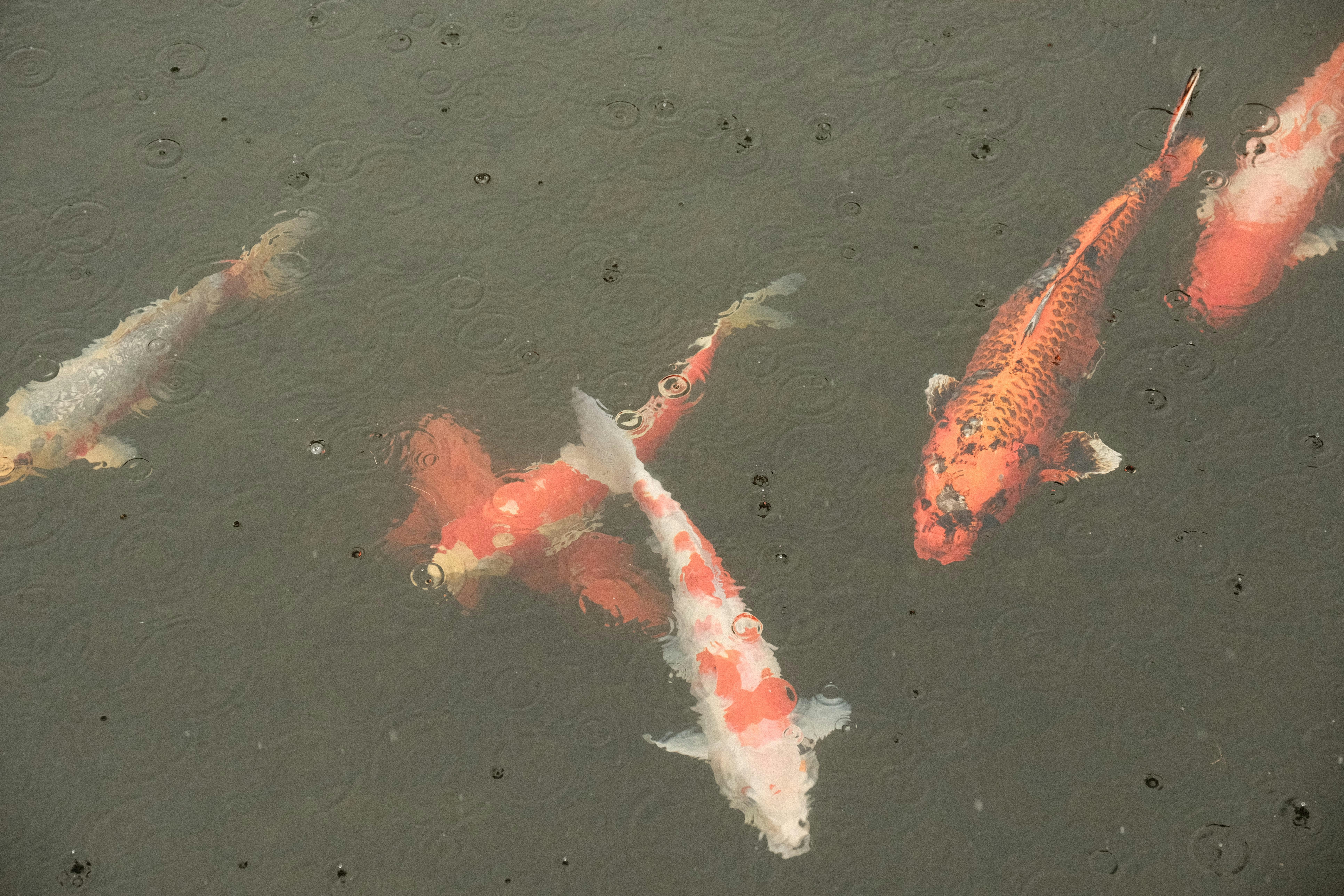 a group of koi fish swimming in a pond