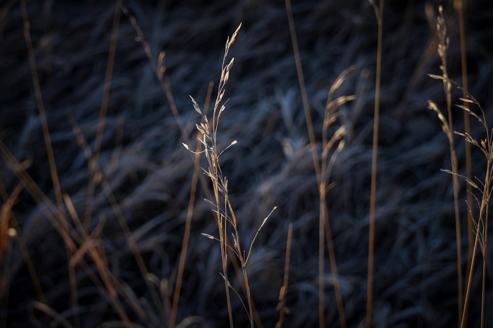 a close up of some tall grass near a body of water