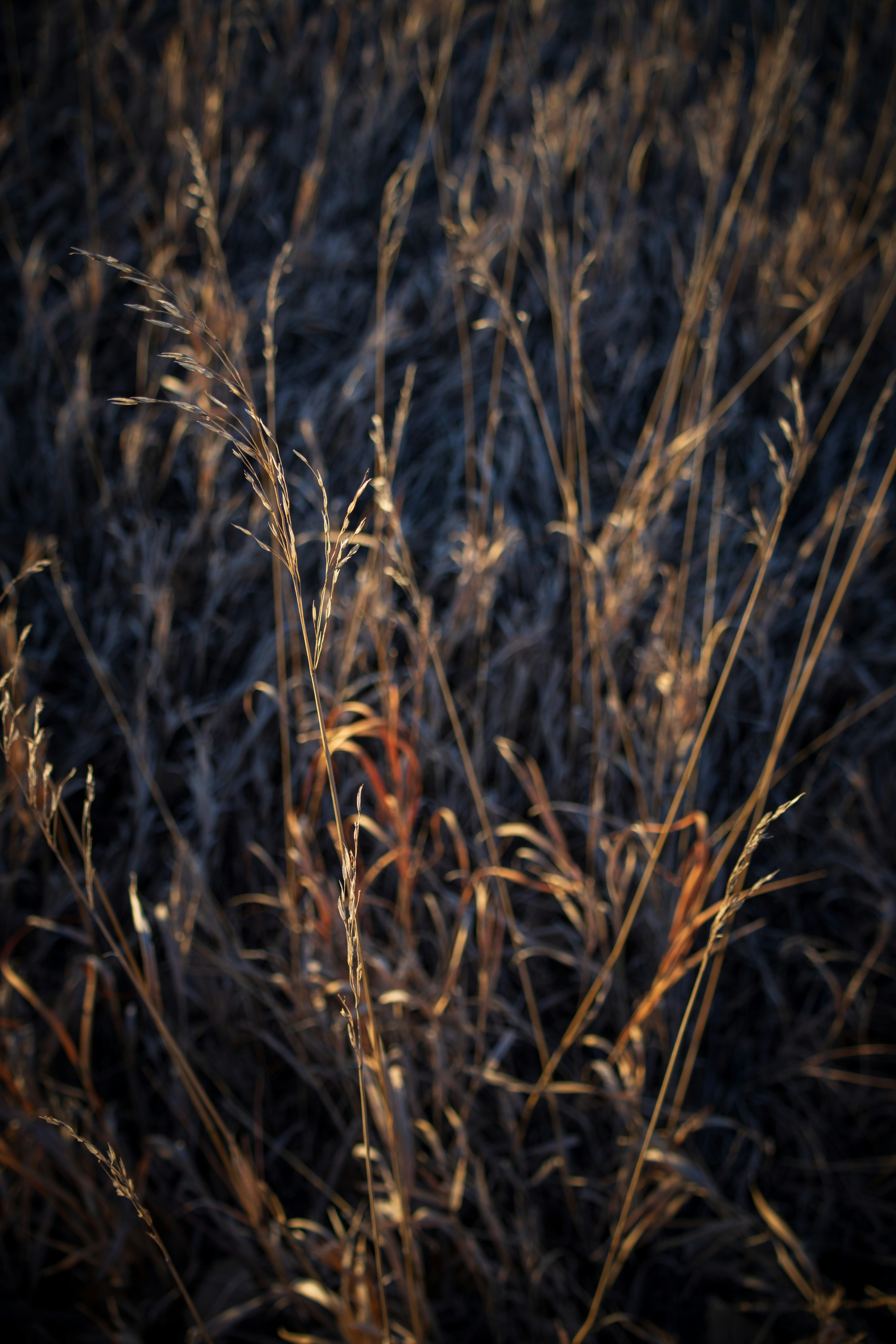 Photo by brandonstoll