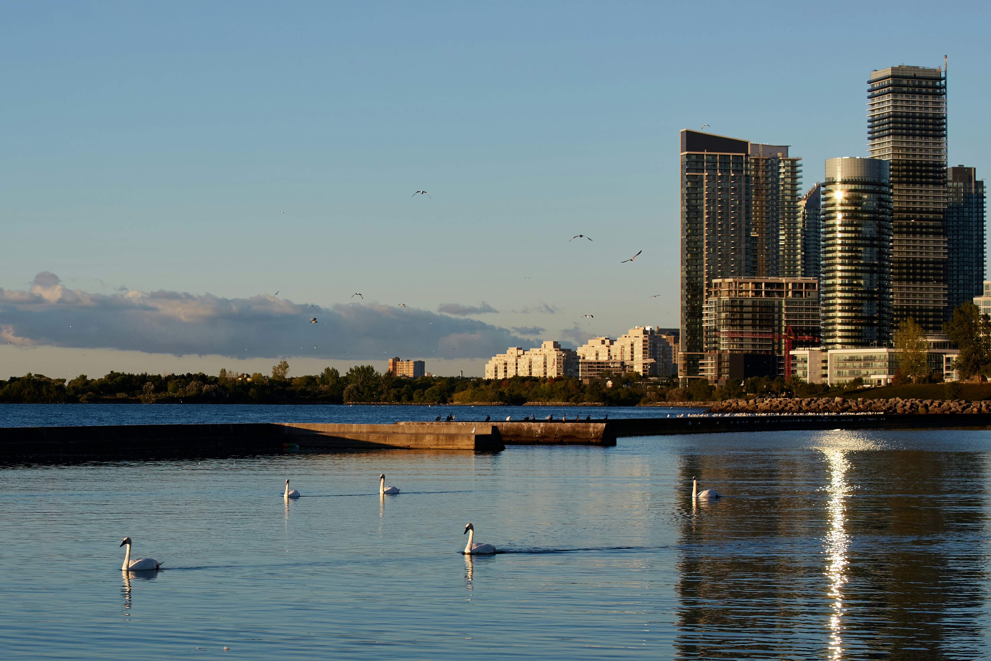 a group of swans swimming in a lake in front of a city