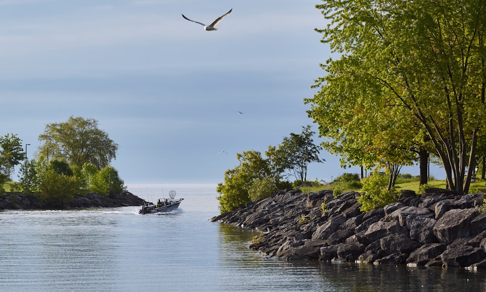 a bird flying over a body of water