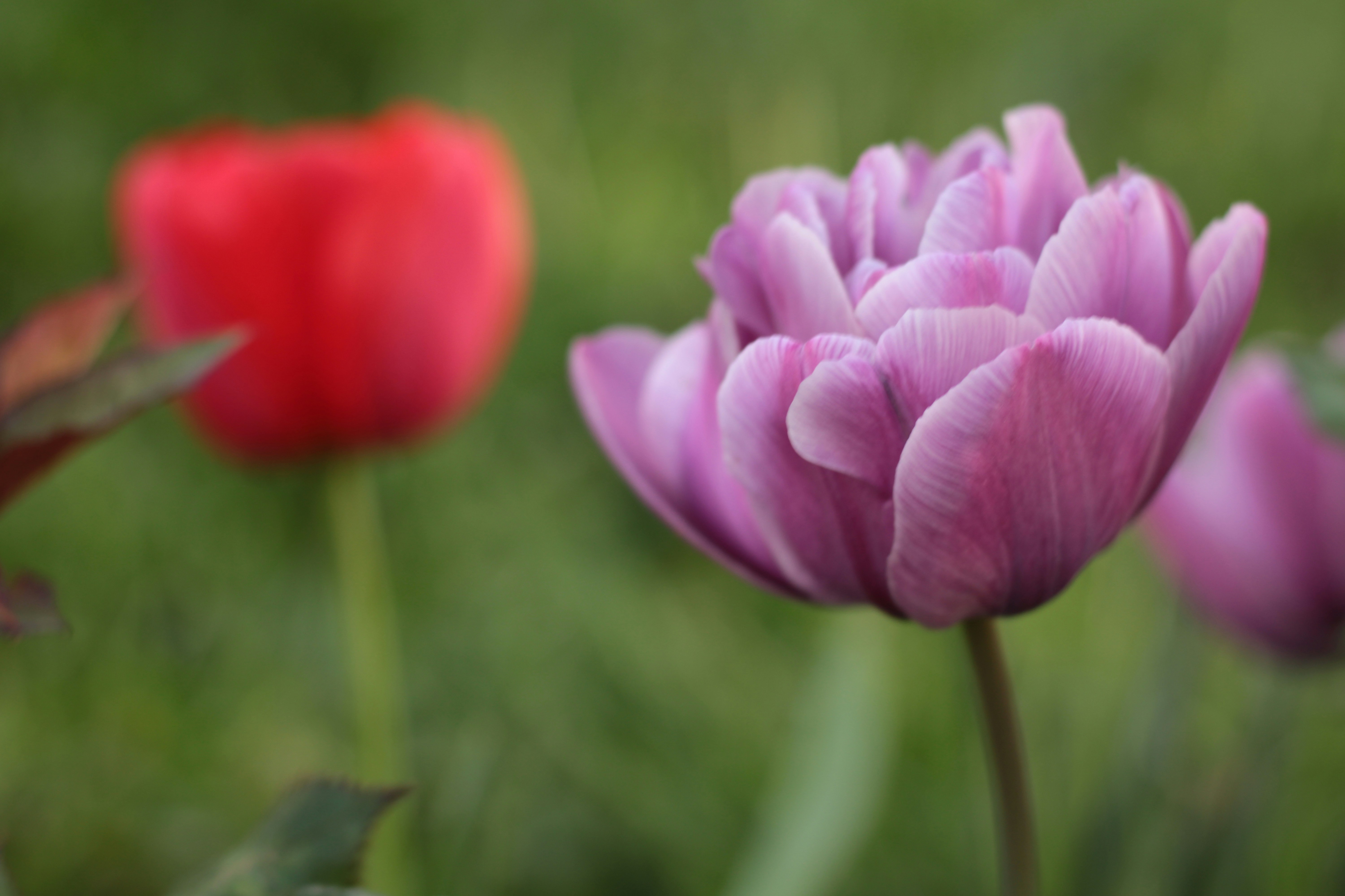 Photo by thorai9akira