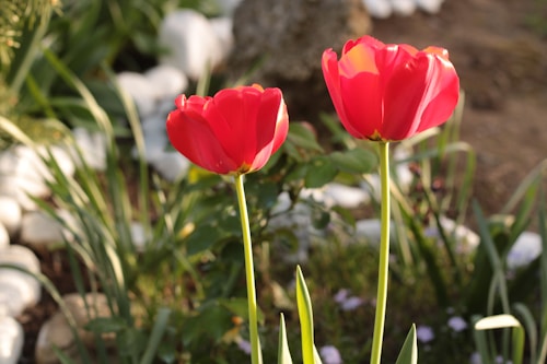 Two red tulips in a garden