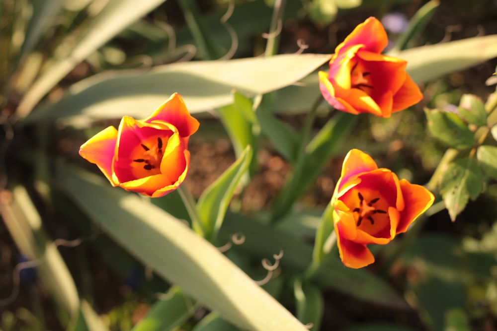 three orange and yellow flowers in a garden