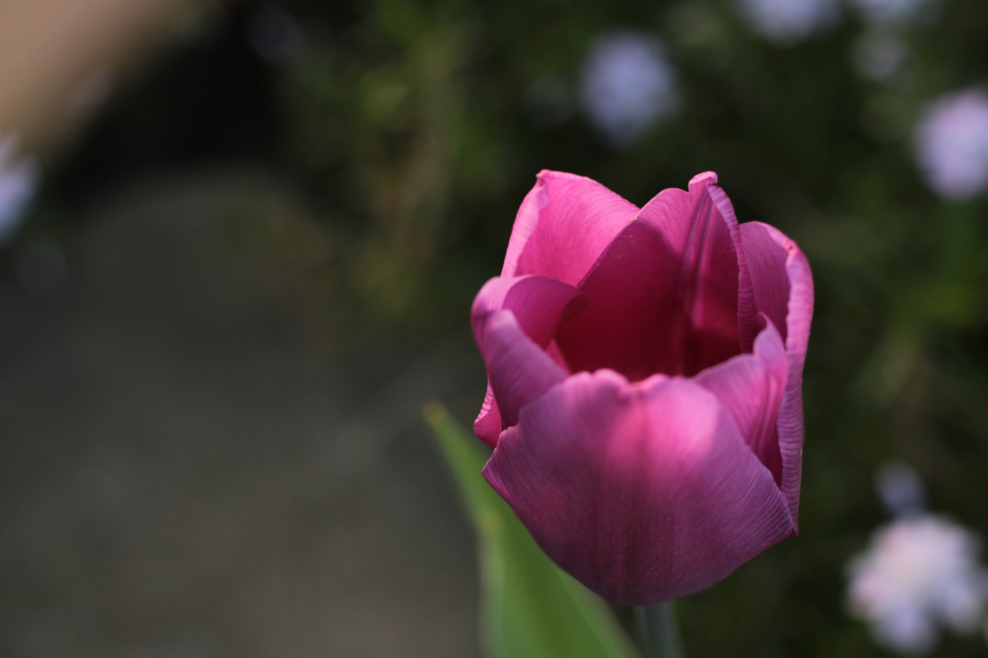a single pink tulip with a blurry background