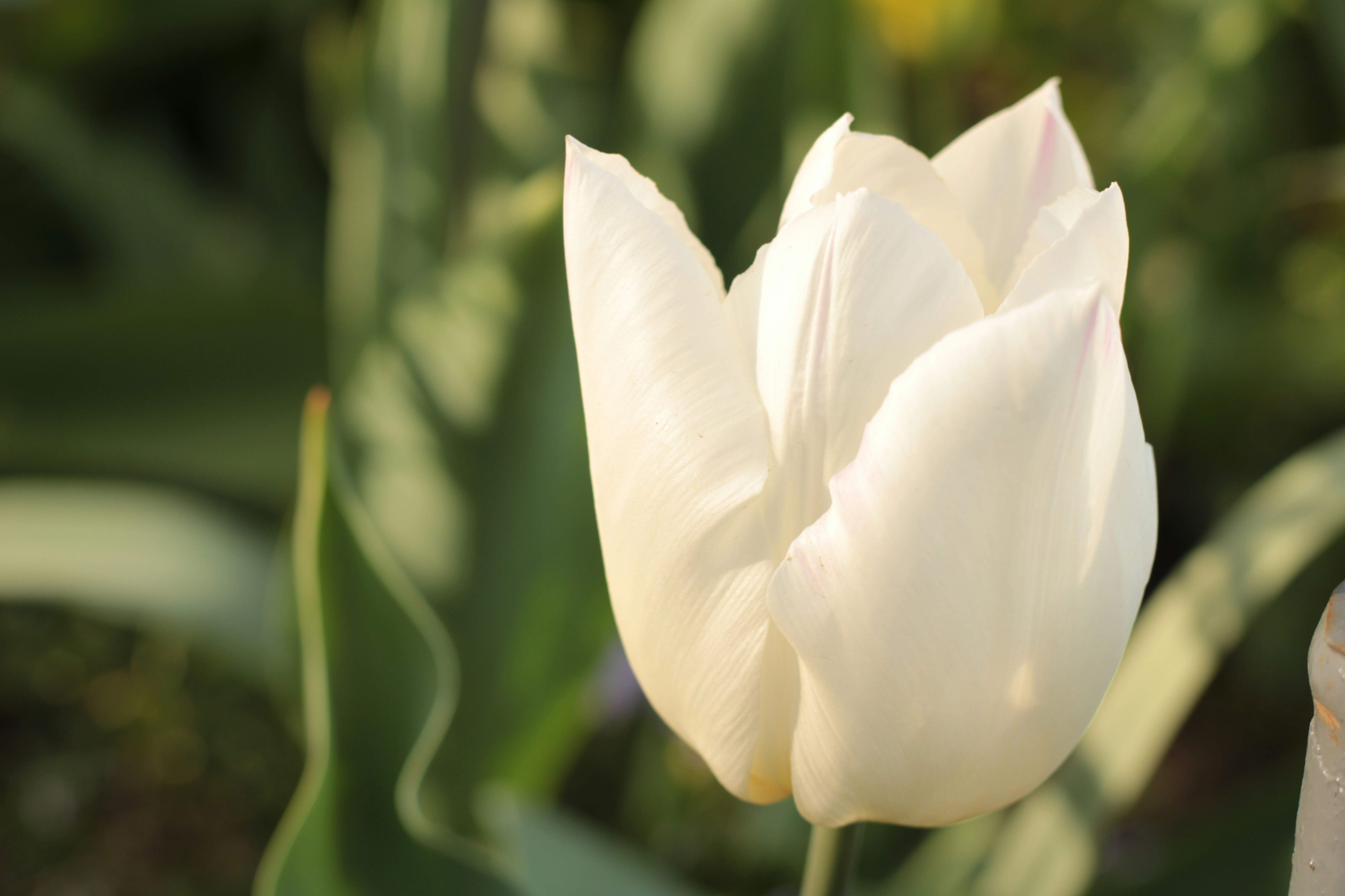 Photo by thorai9akira