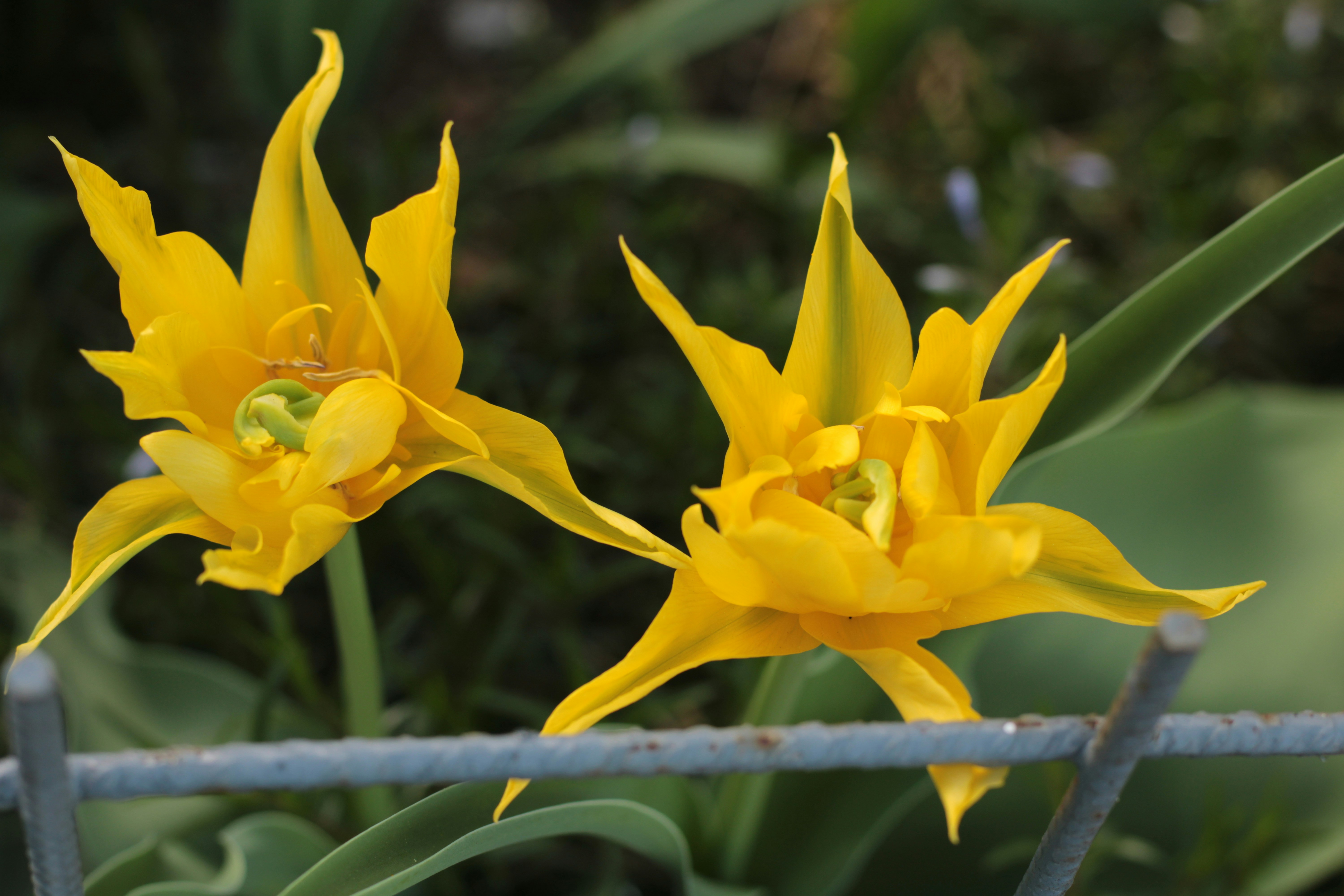 Photo by thorai9akira