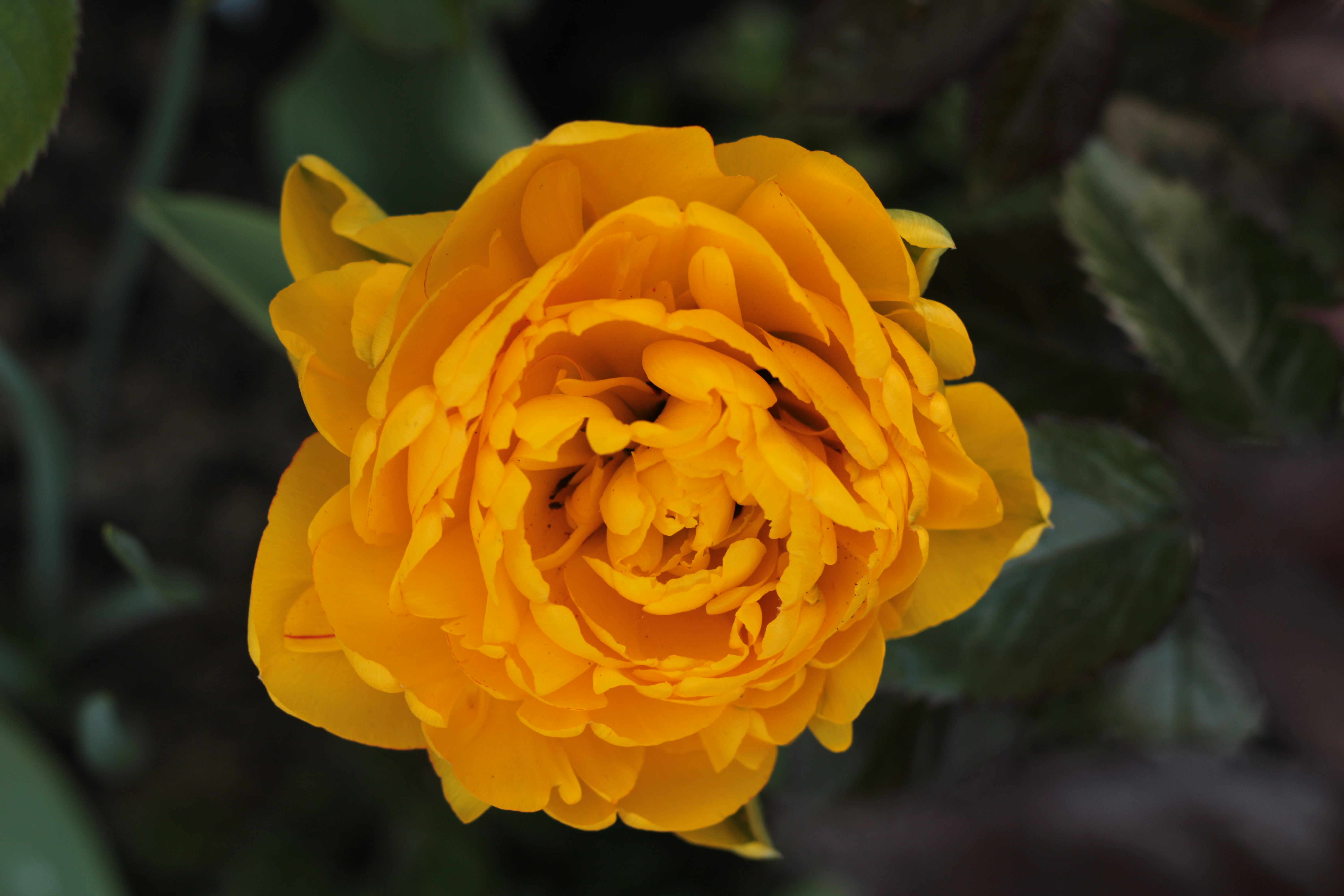 Photo by thorai9akira