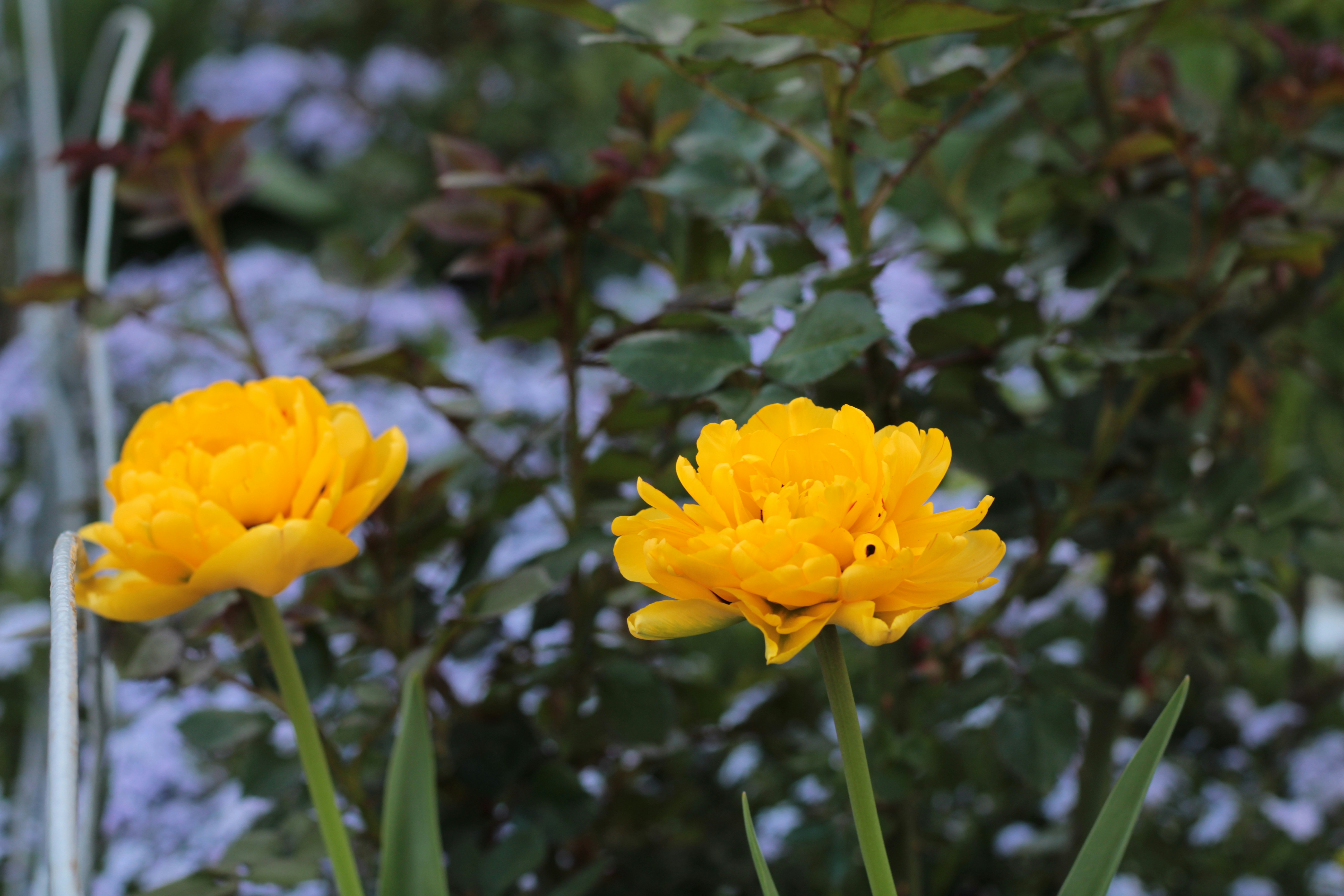 Photo by thorai9akira