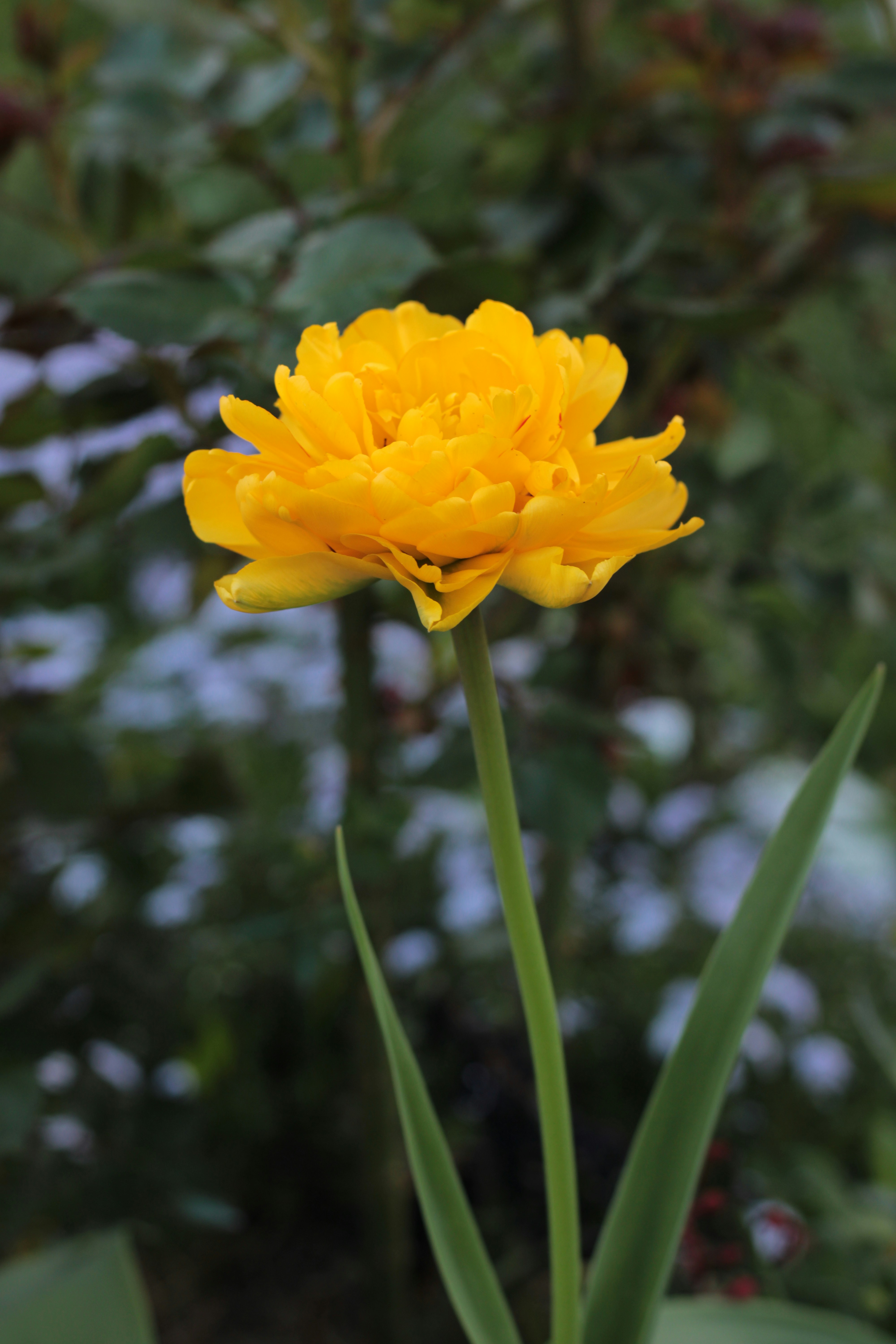 Photo by thorai9akira