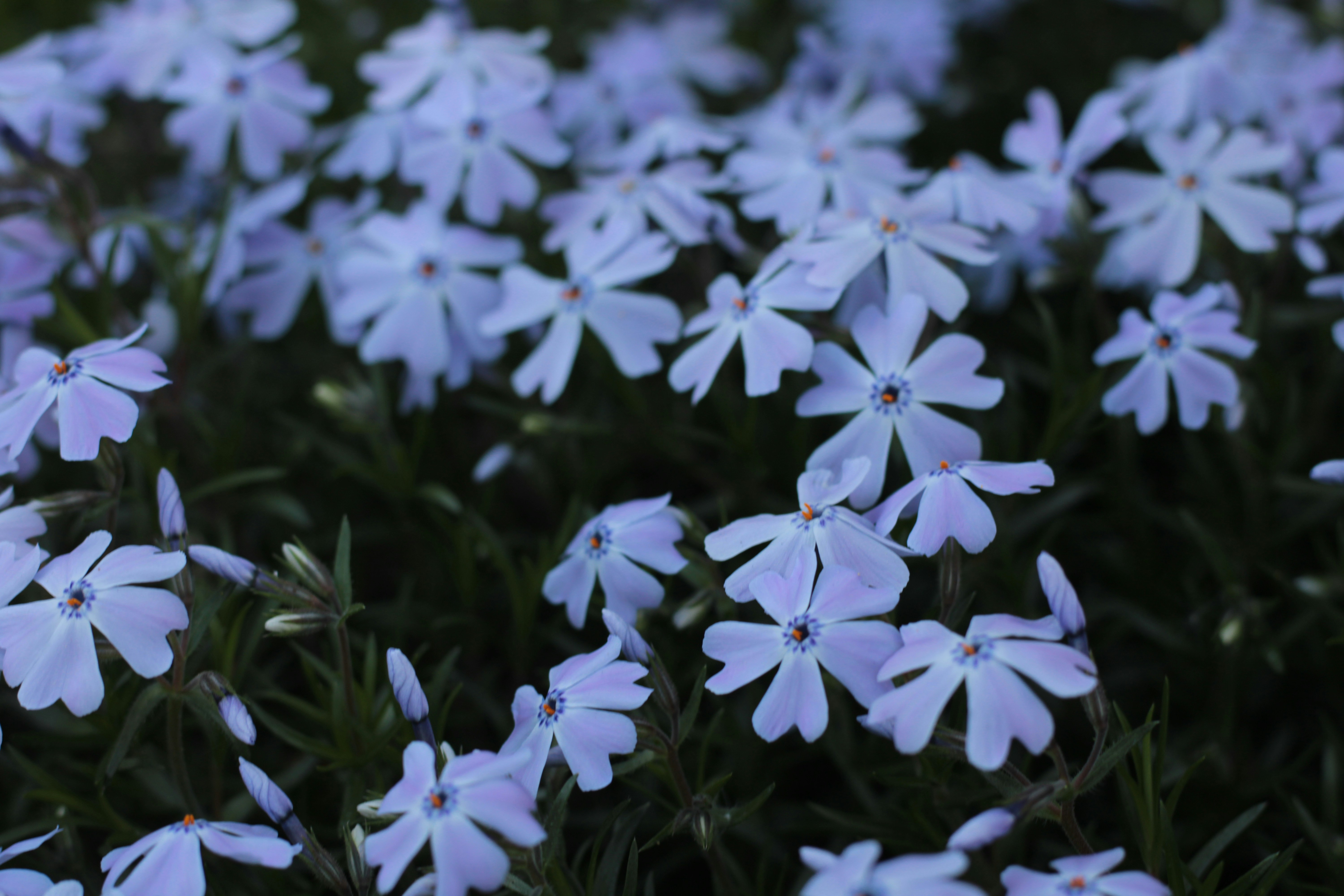 Photo by thorai9akira