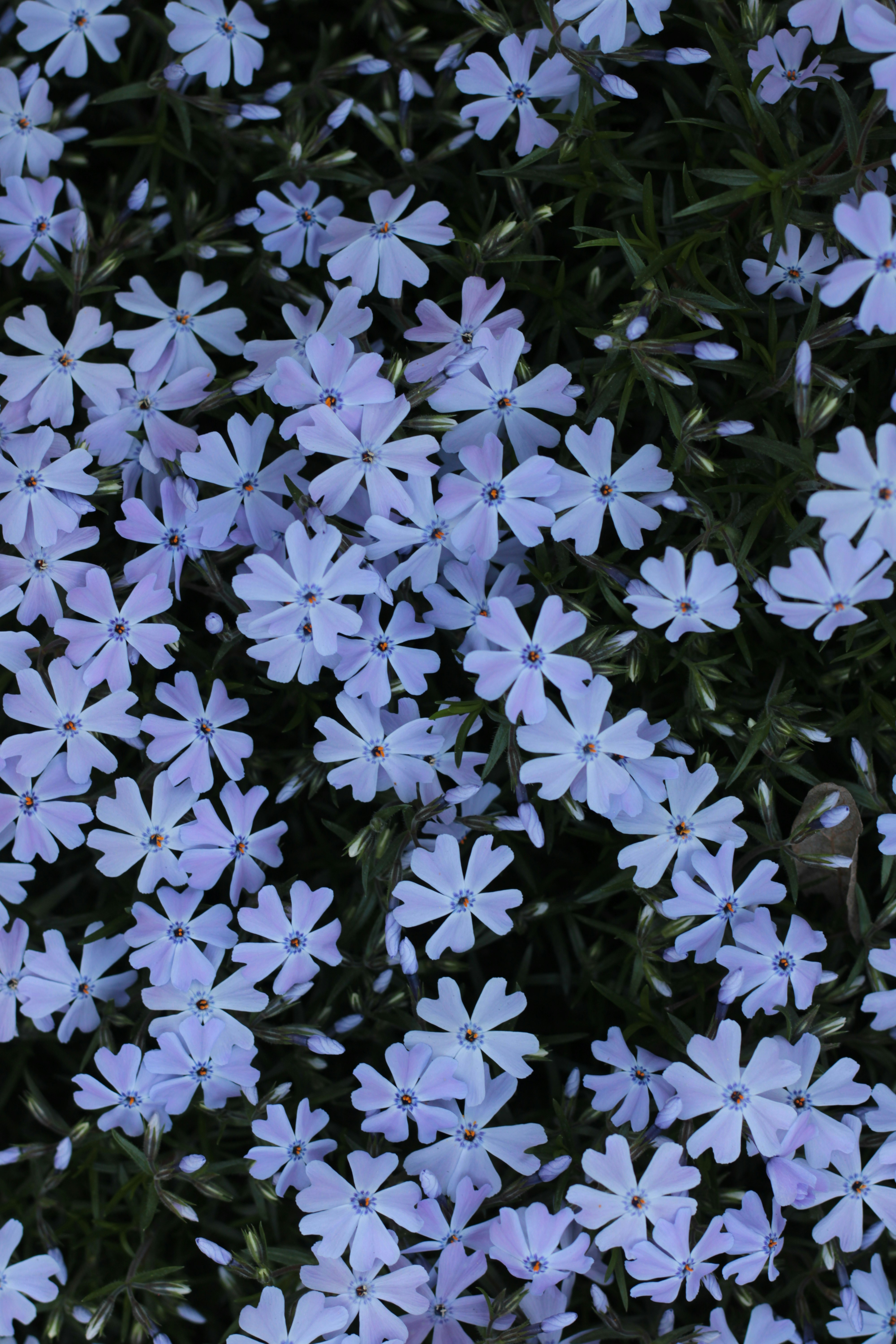 Photo by thorai9akira