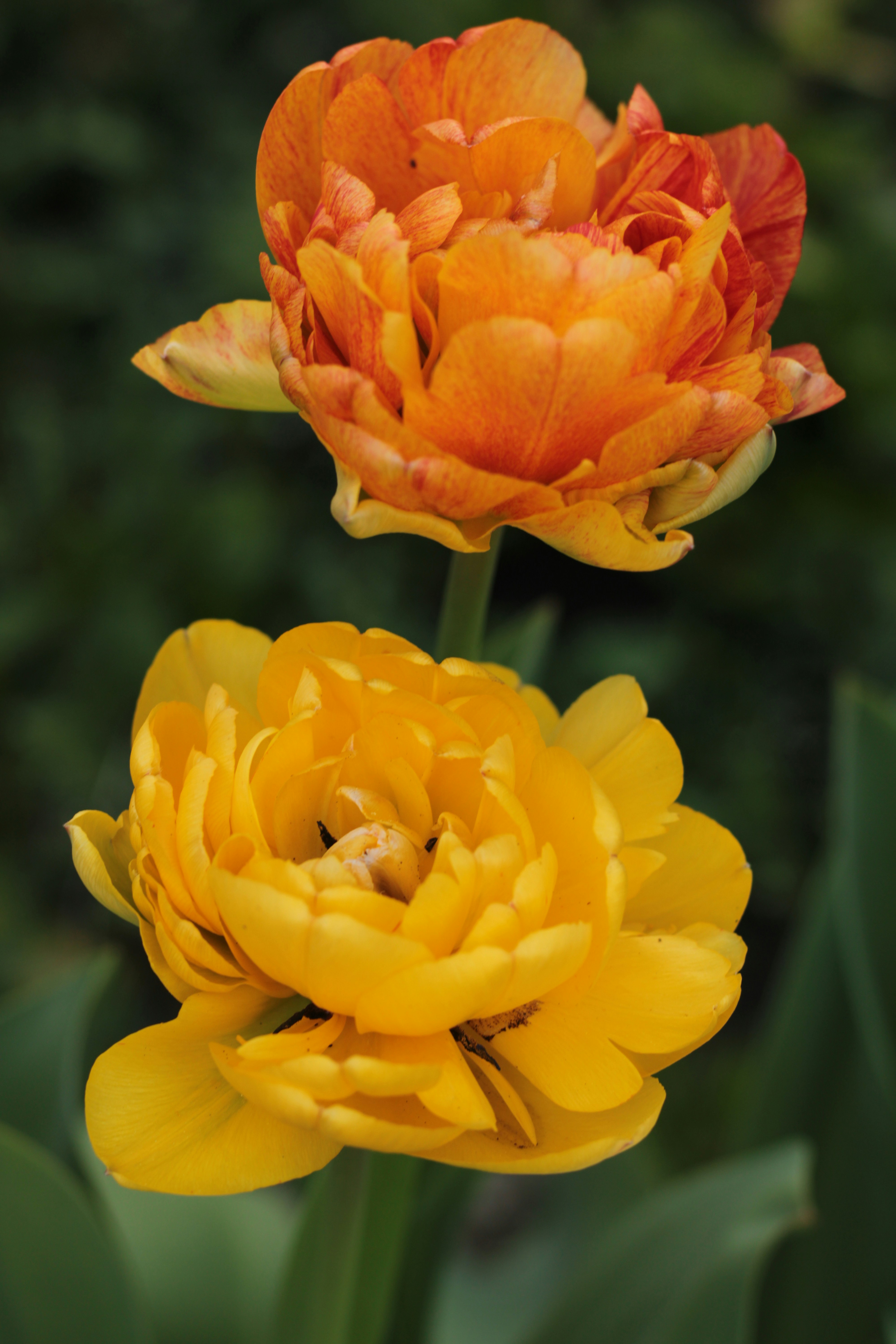 Photo by thorai9akira