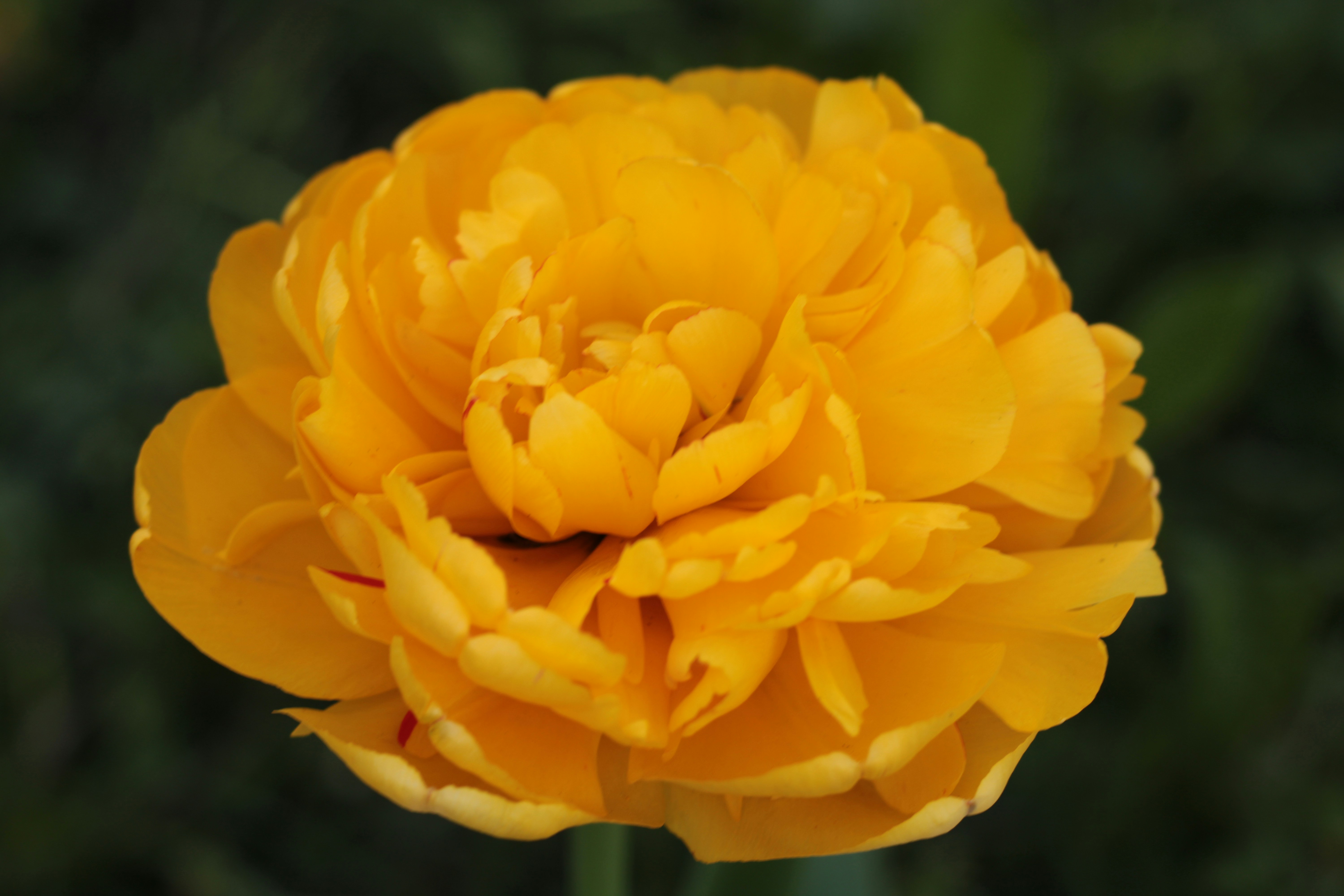 Photo by thorai9akira