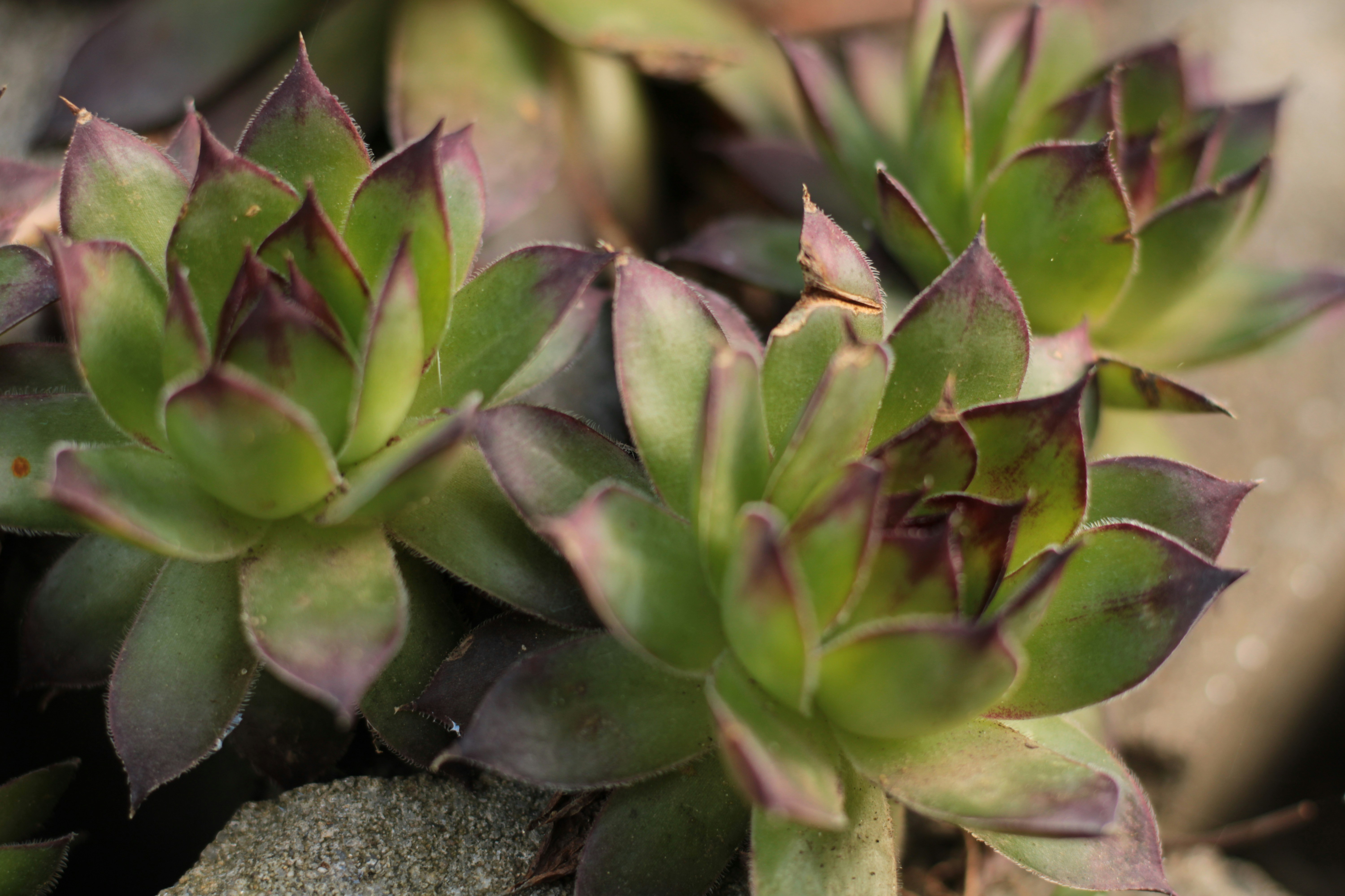 Photo by thorai9akira