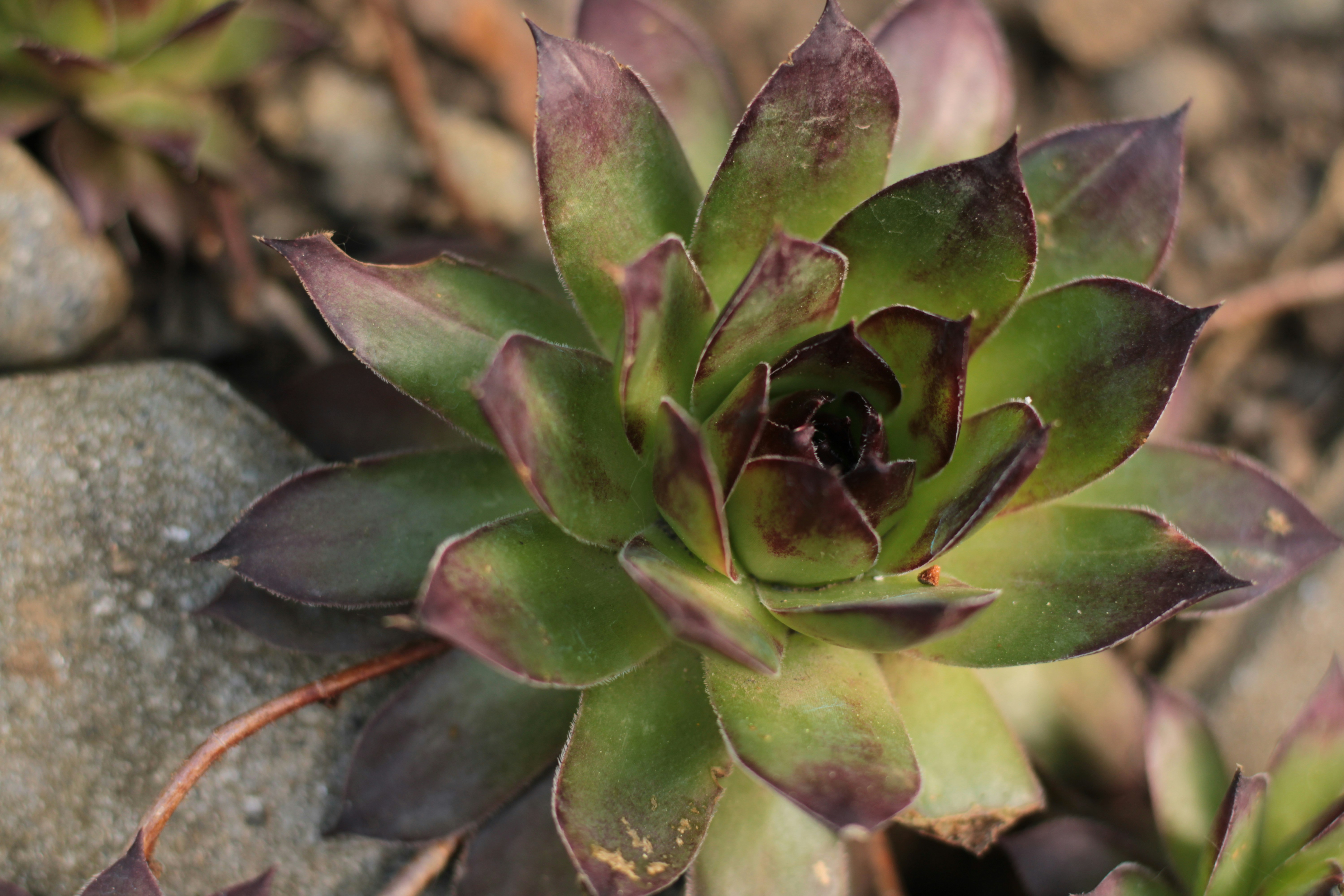 Photo by thorai9akira