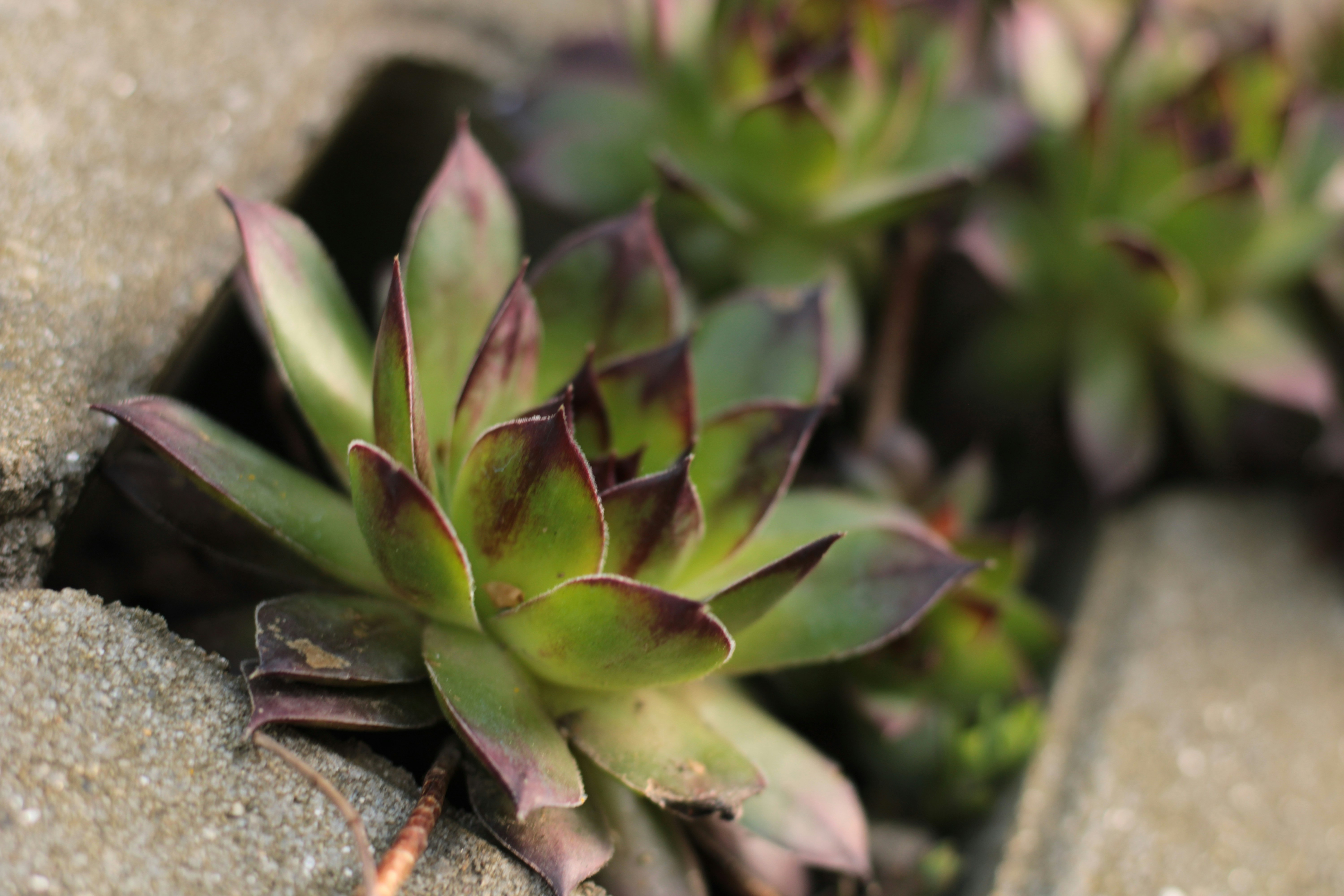 Photo by thorai9akira