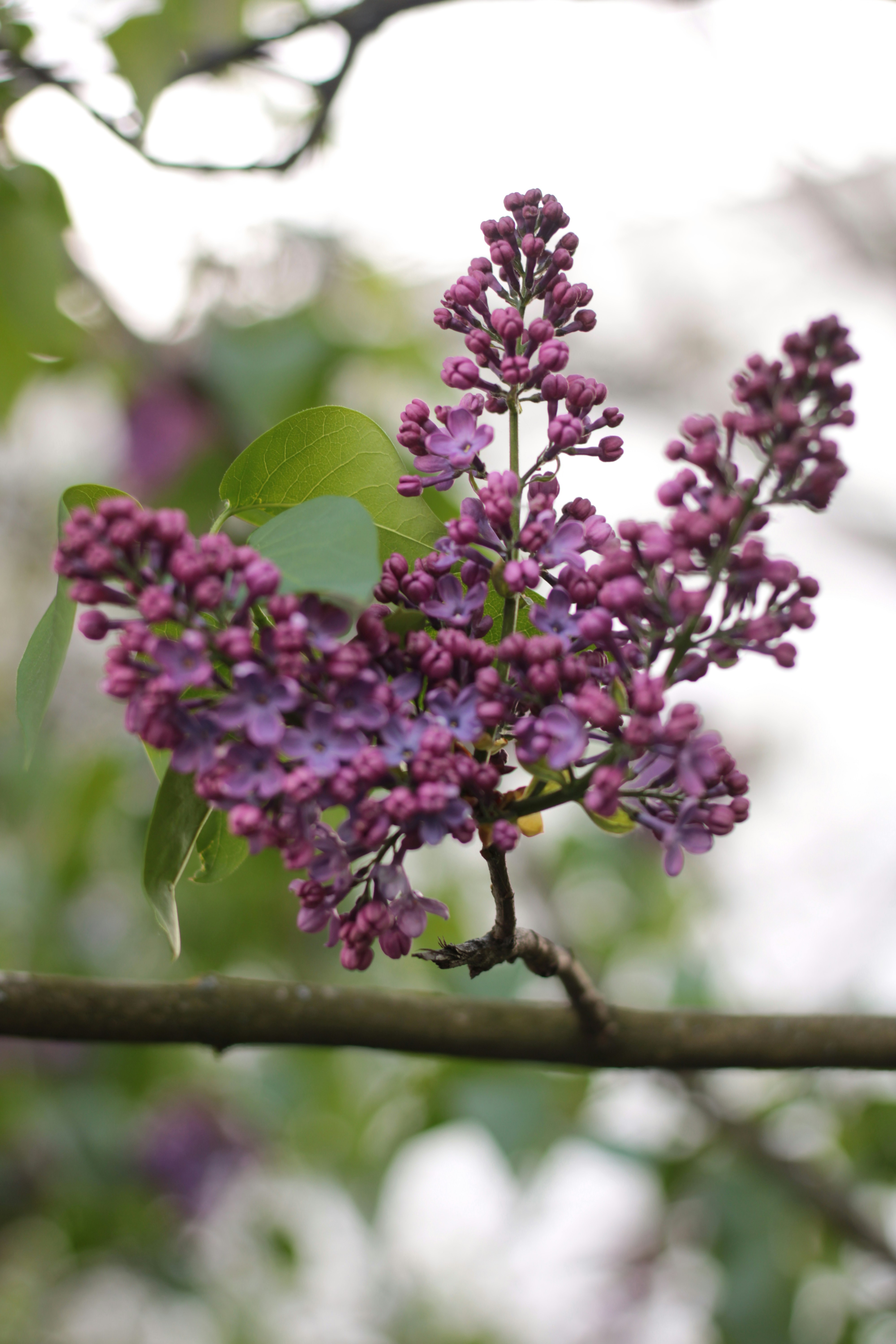 Photo by thorai9akira