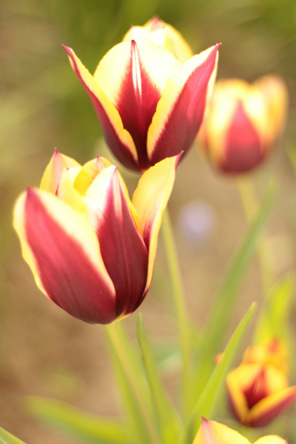 a bunch of flowers that are in the grass