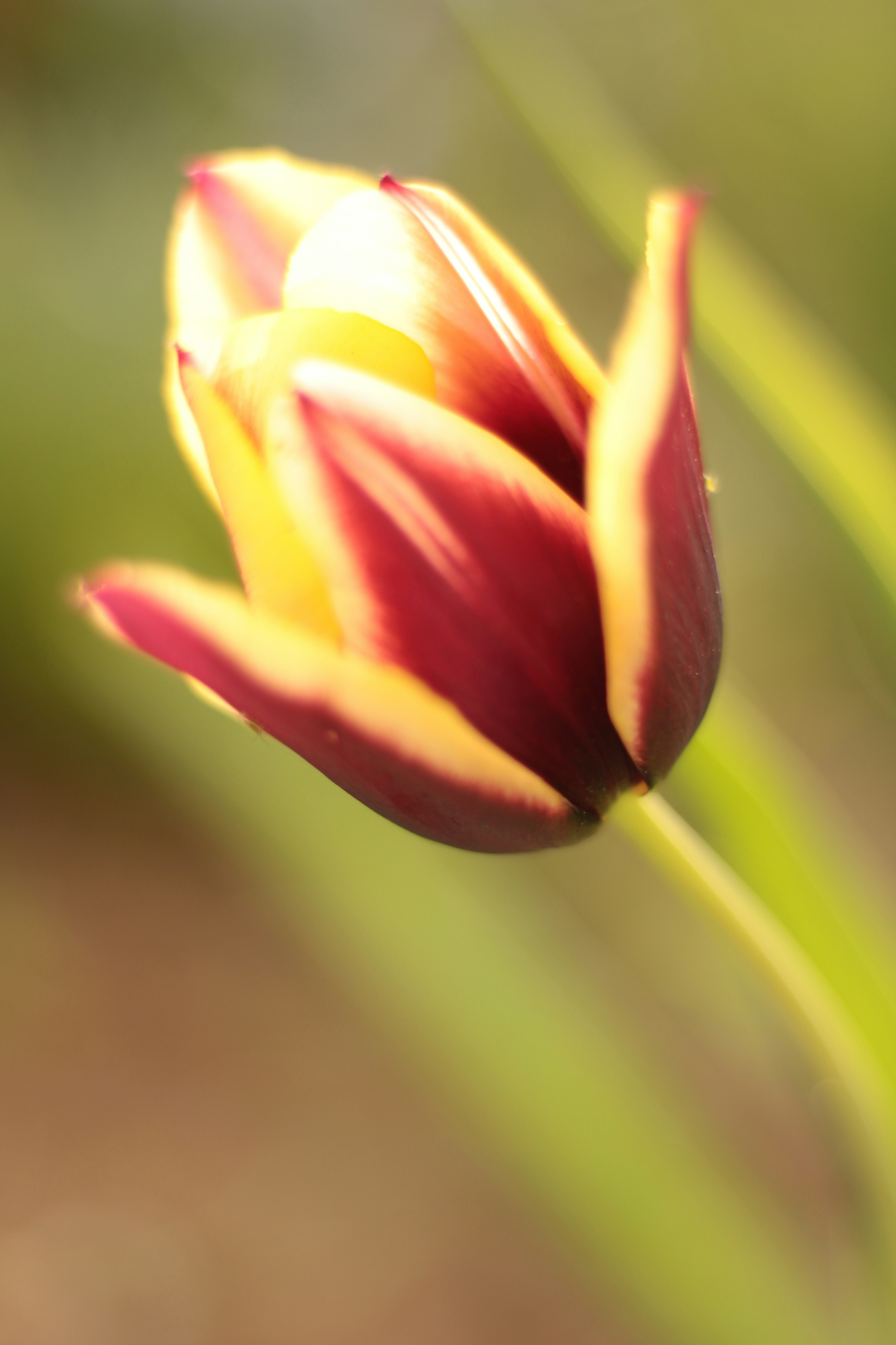 Photo by thorai9akira