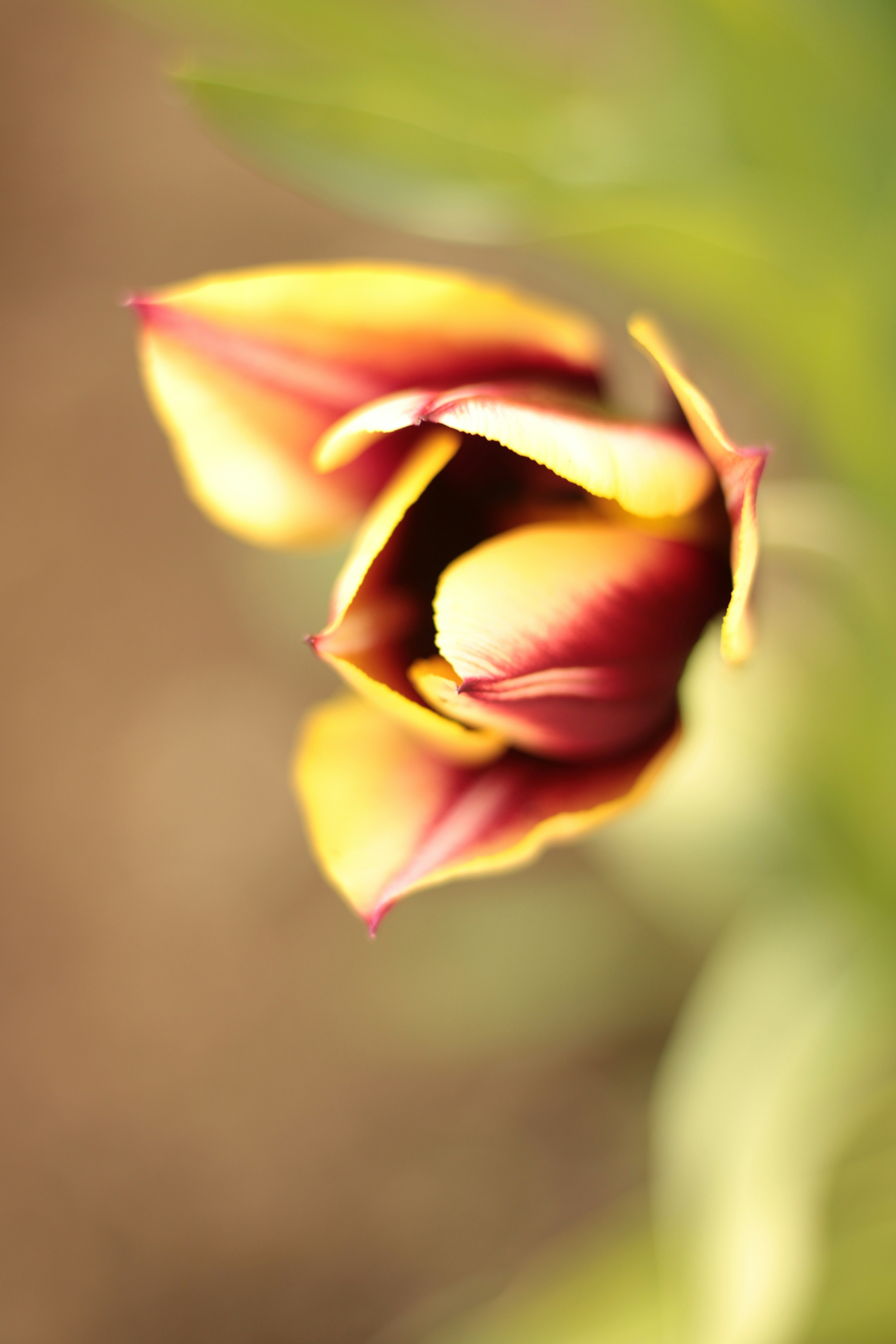 Photo by thorai9akira