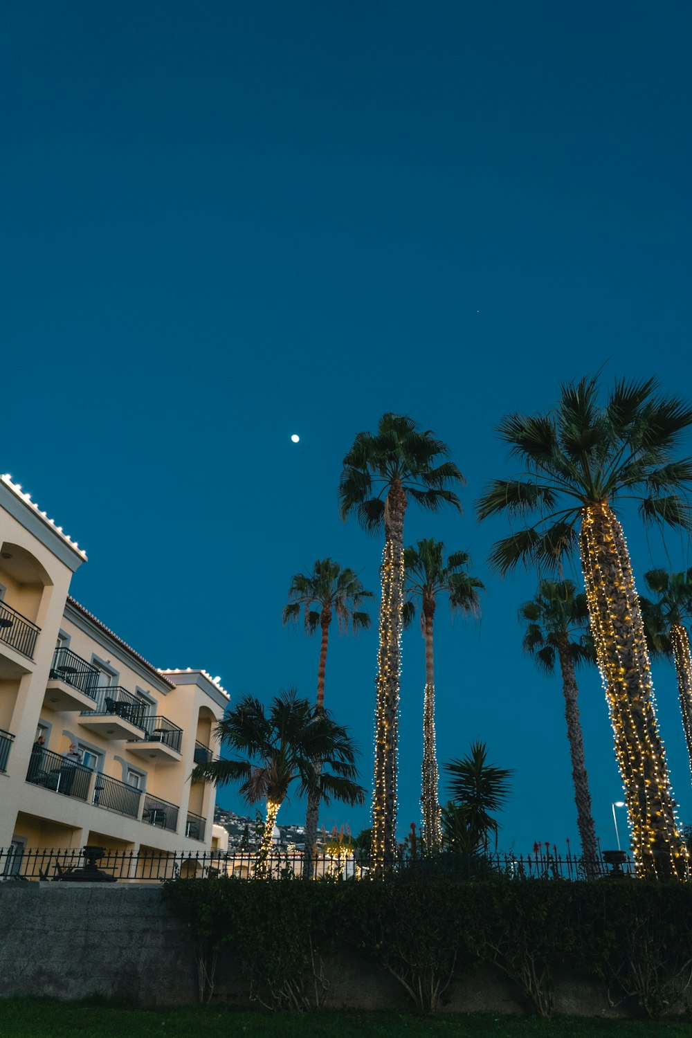 a row of palm trees in front of a hotel