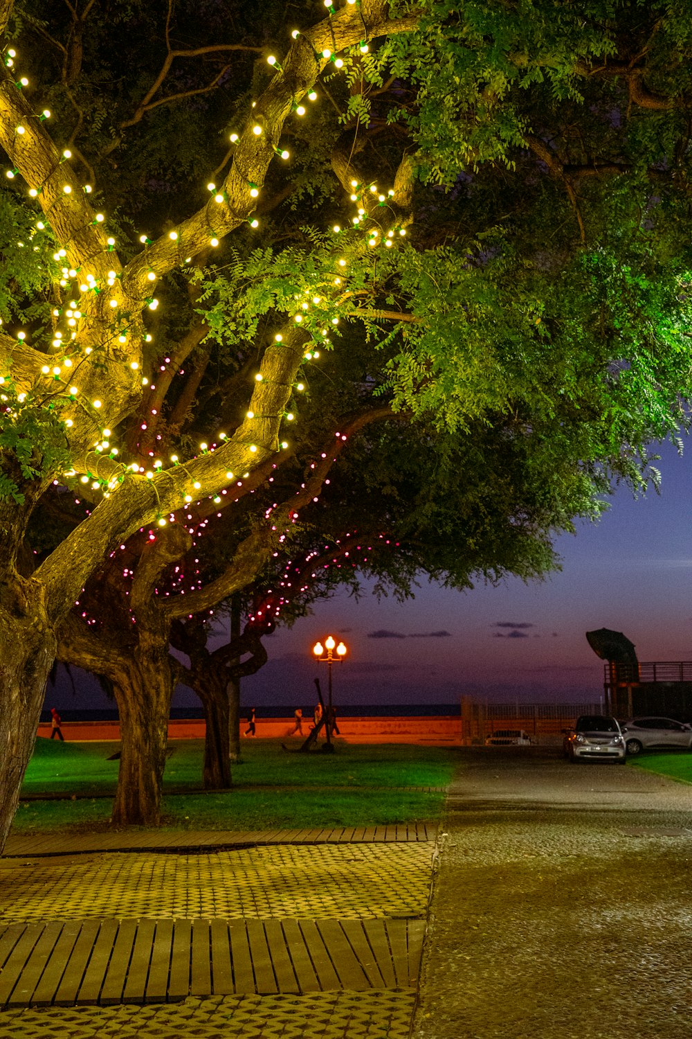 a couple of trees that have some lights on them