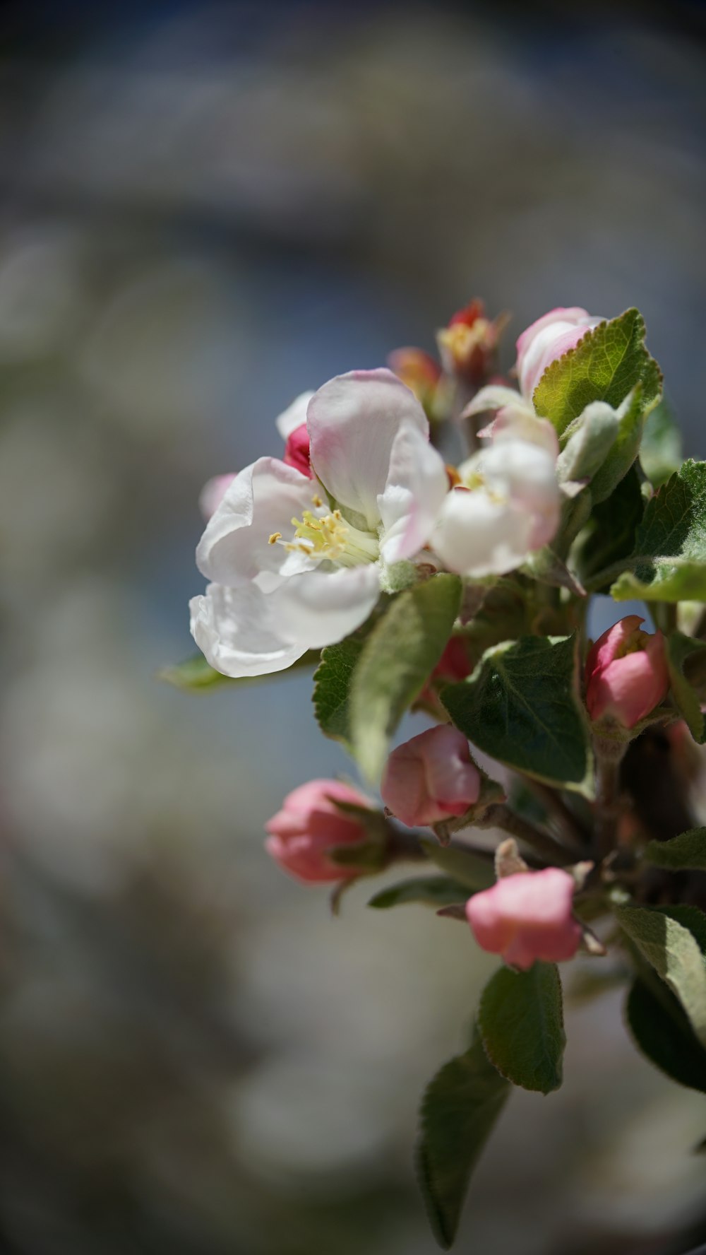 a close up of a flower on a tree