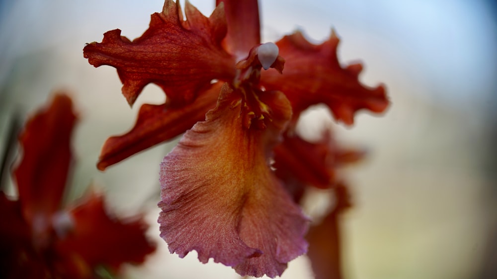 a close up of a flower with a blurry background