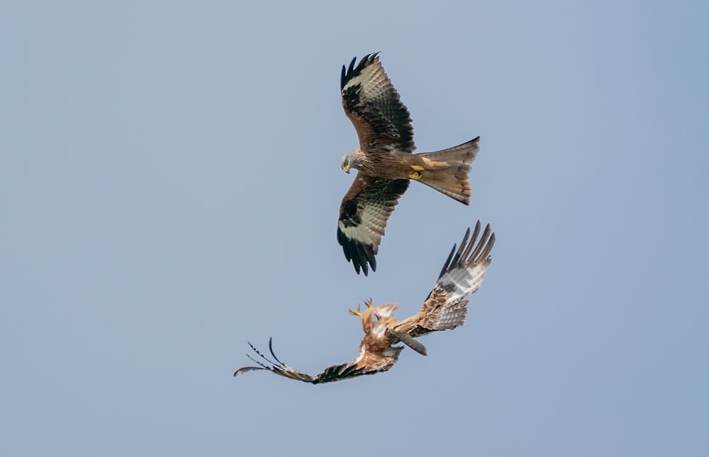 a couple of birds flying through a blue sky