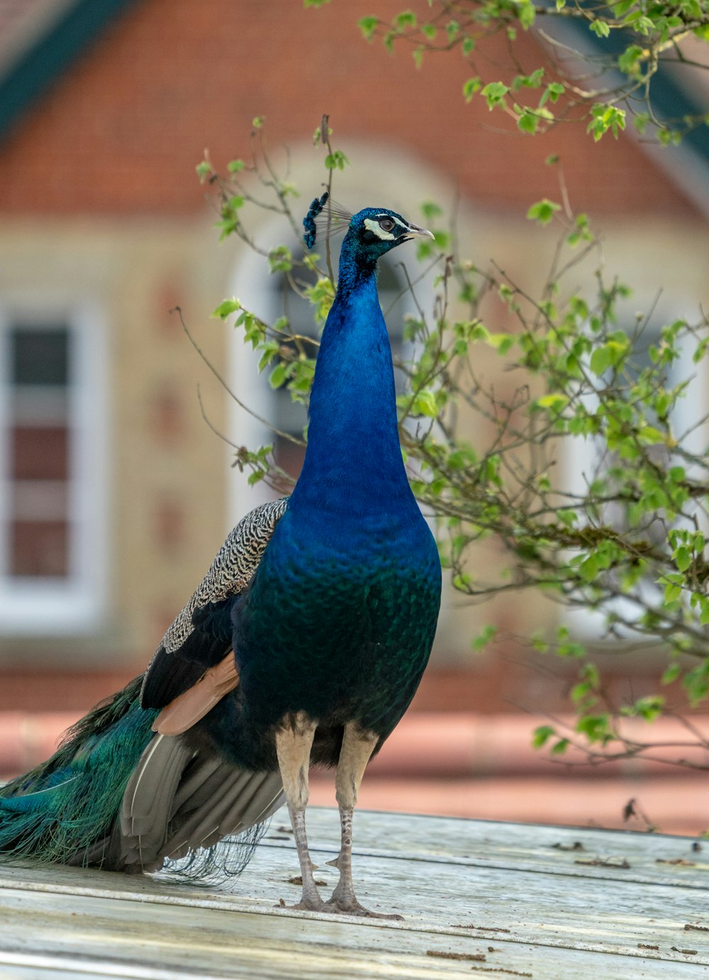 a peacock standing on a wooden deck next to a tree