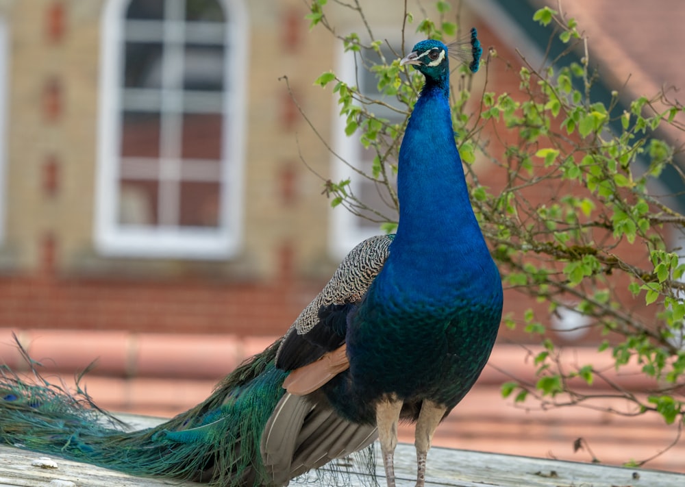 a peacock standing on top of a wooden fence