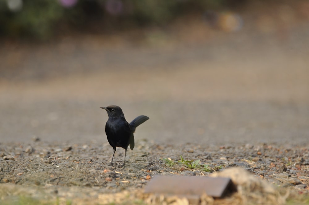 a black bird standing on a gravel road
