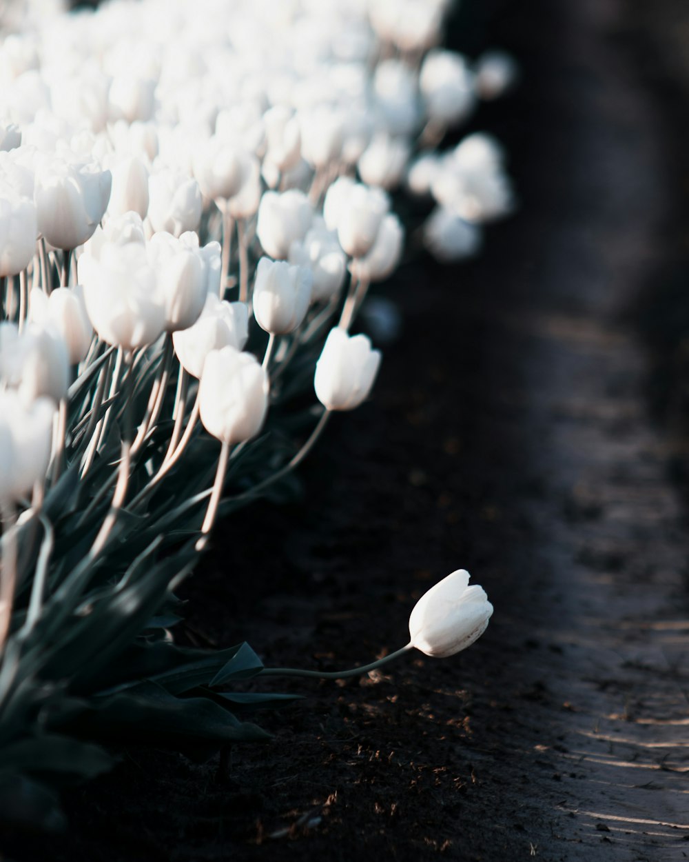 a row of white tulips sitting on top of a field