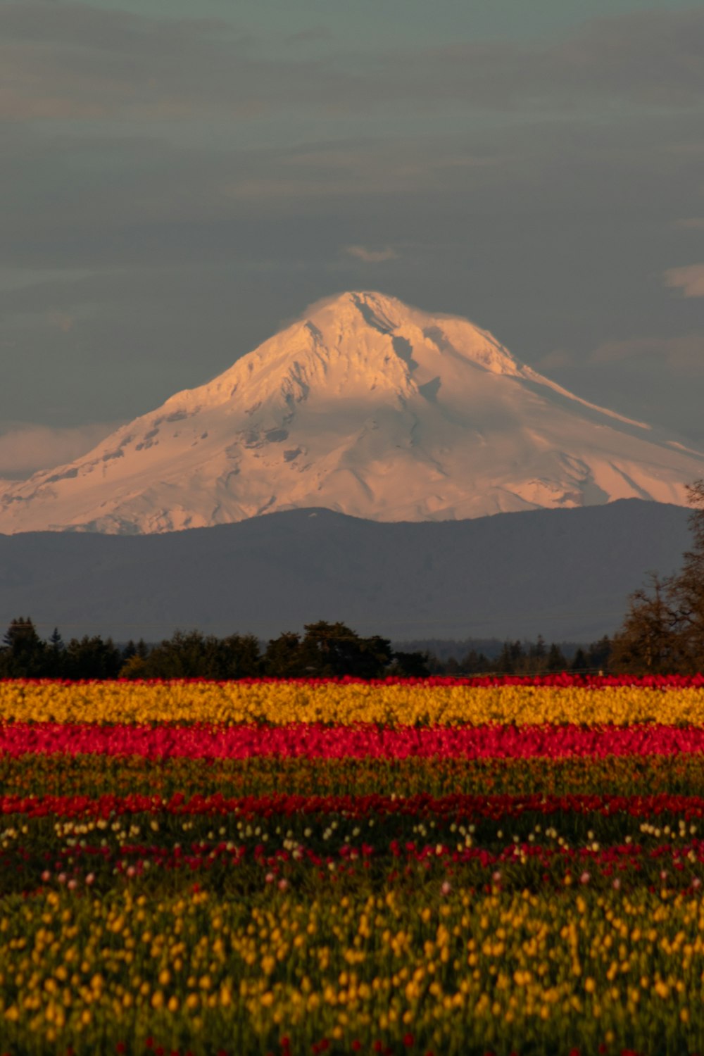 a field of flowers with a mountain in the background