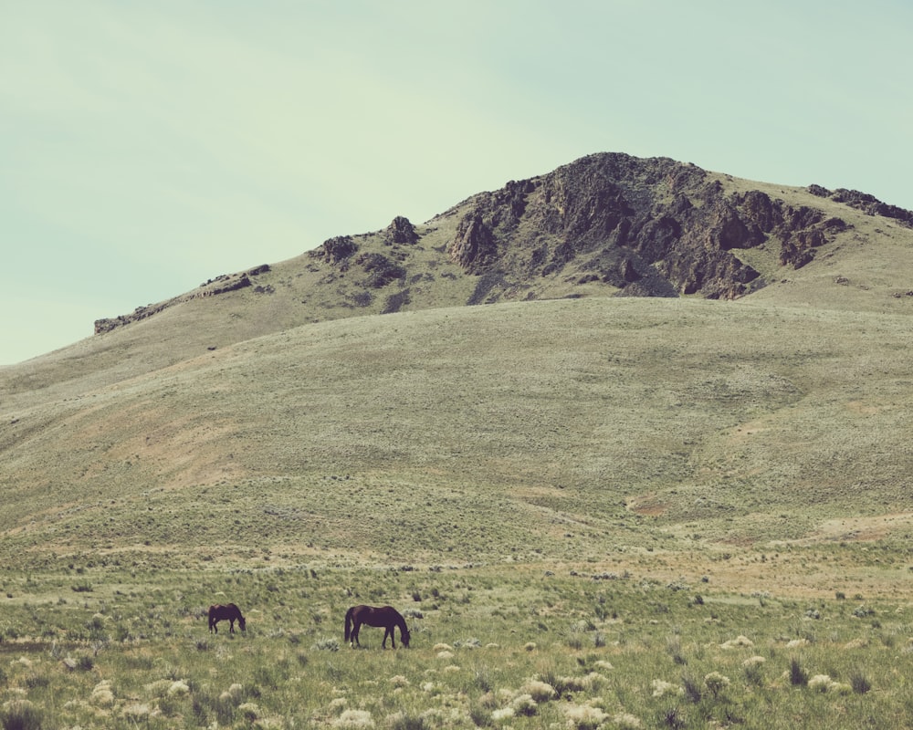 two horses grazing in a field with a mountain in the background