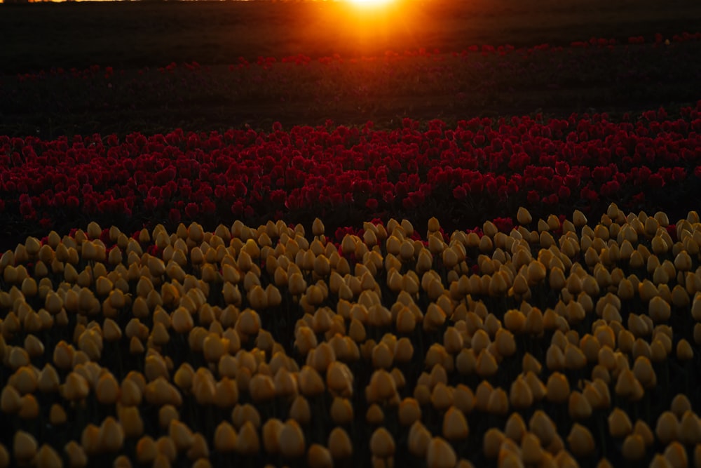 the sun is setting over a field of tulips