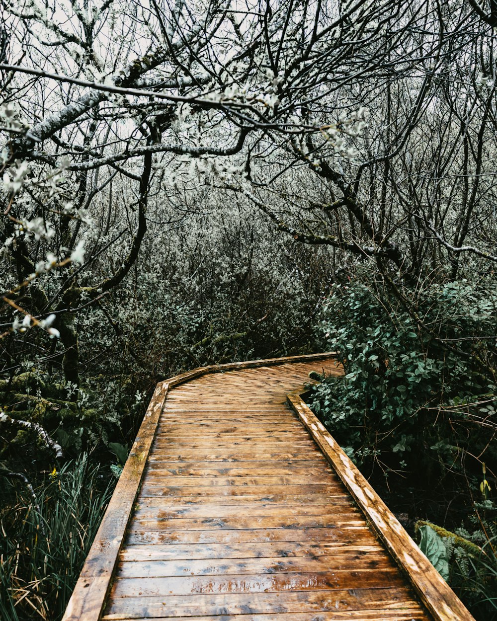 a wooden walkway in the middle of a forest