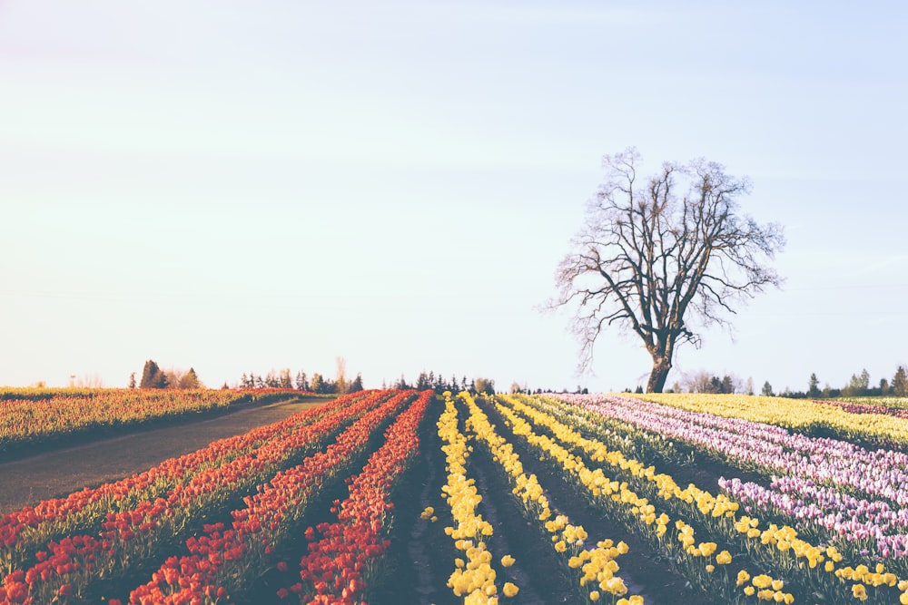 a field of tulips and a lone tree in the distance