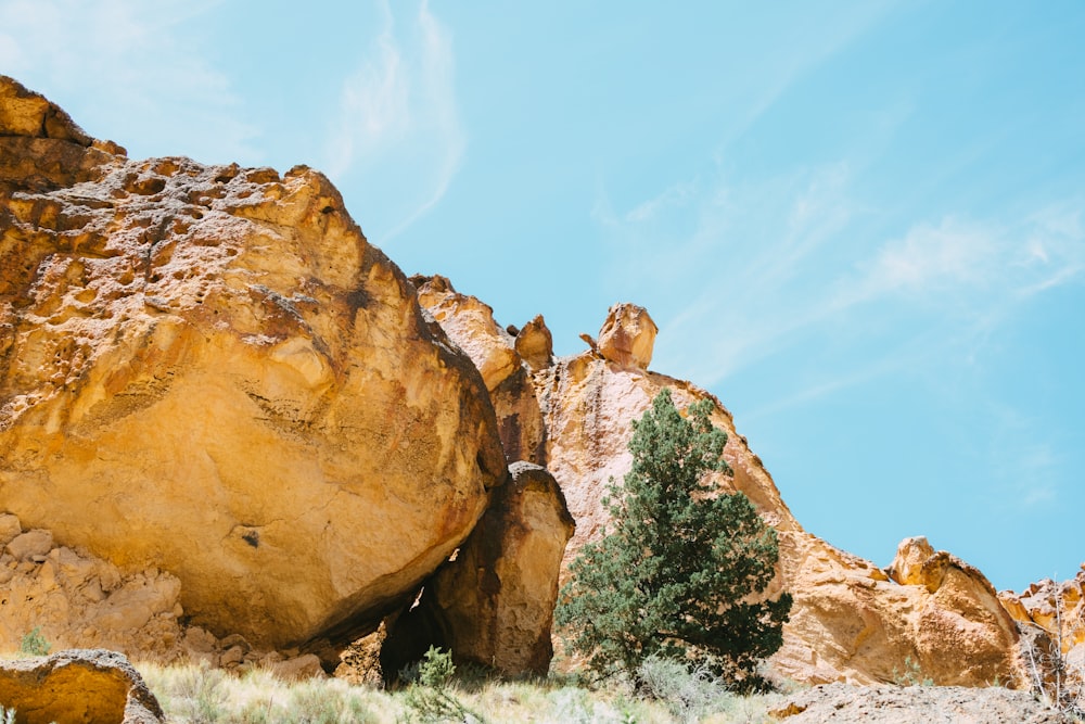 a rocky outcropping with a tree growing out of it