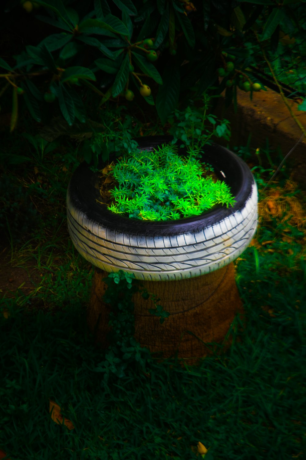 a tire sitting on top of a lush green field