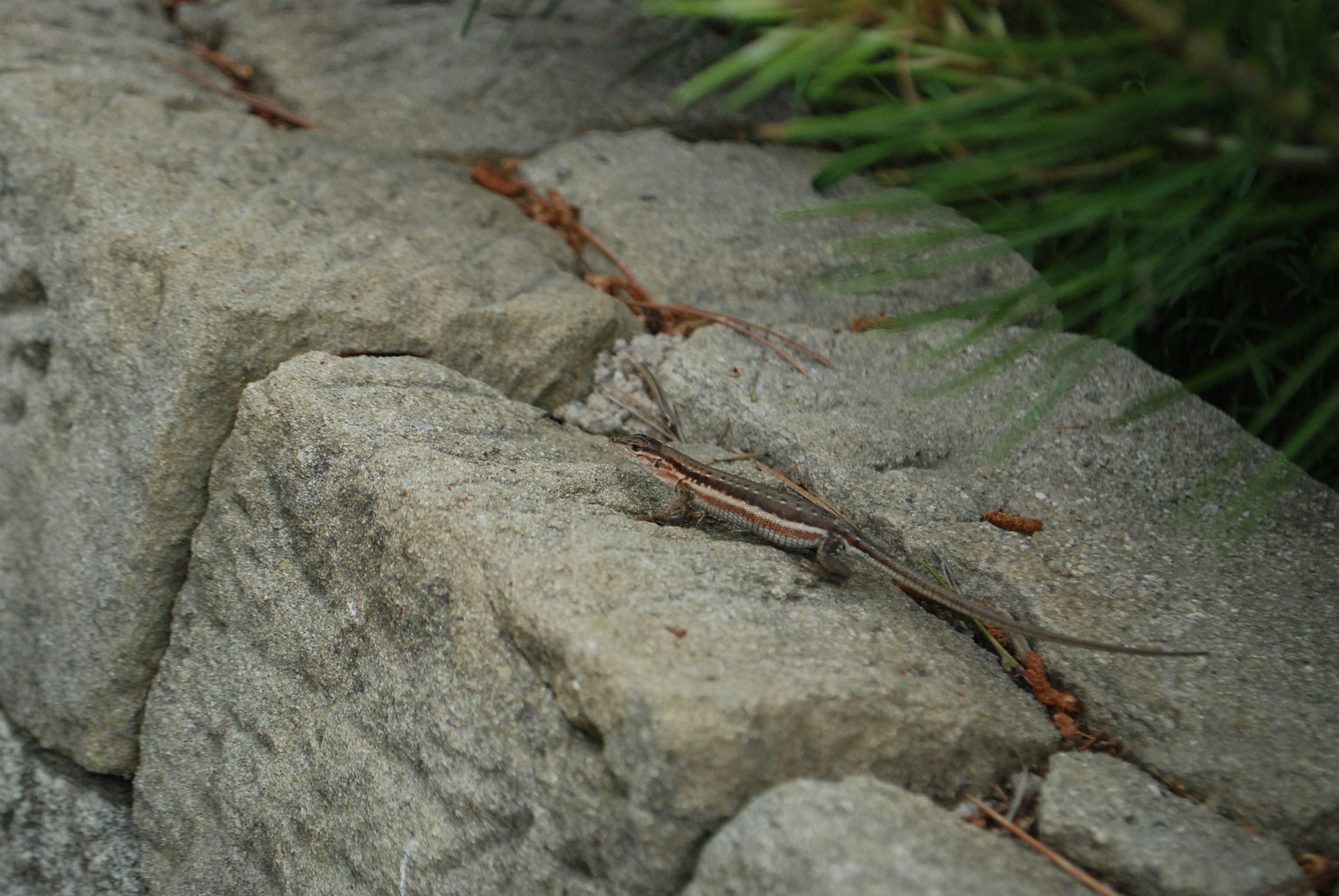 a lizard is sitting on a rock wall