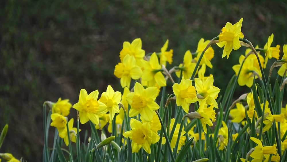 a bunch of yellow flowers that are in the grass