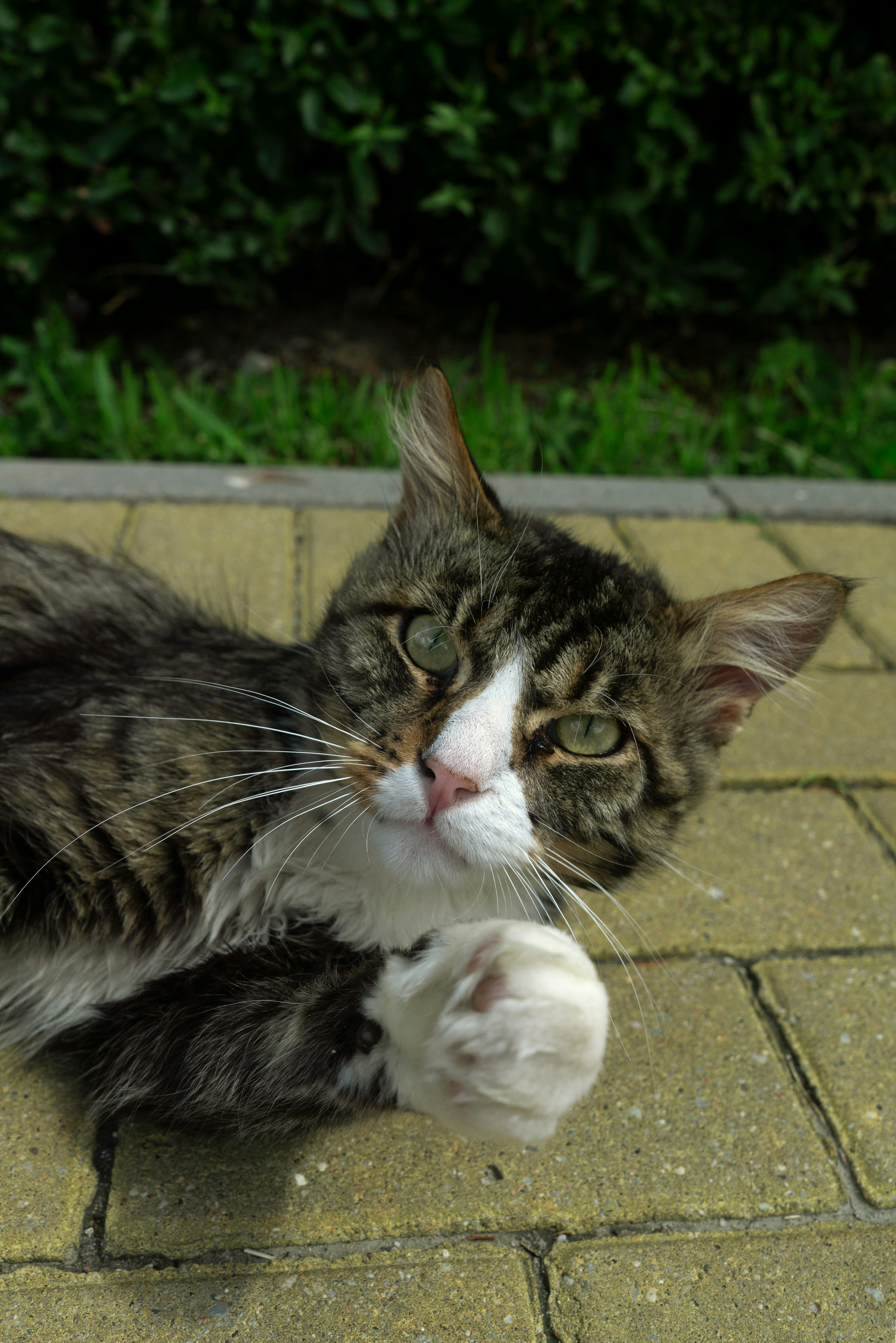 A grey and white cat laying on the ground photo – Free Cat Image on ...