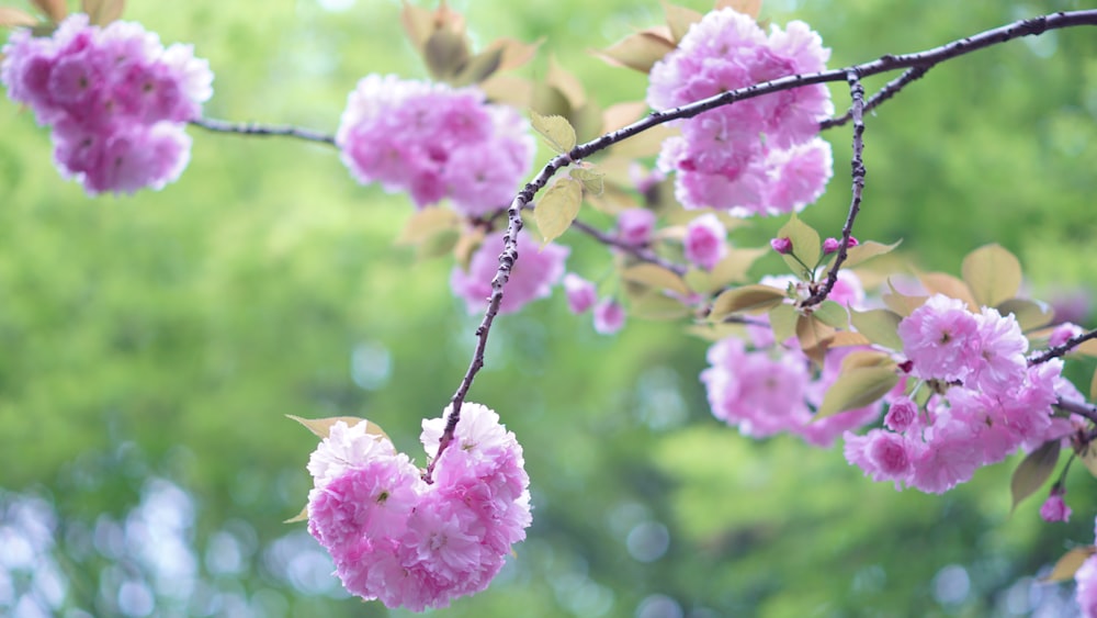 pink flowers blooming on a tree branch in the sun