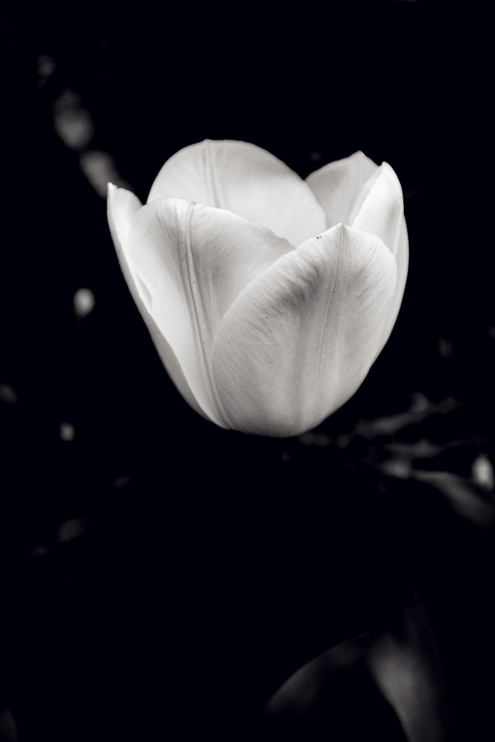 a black and white photo of a tulip