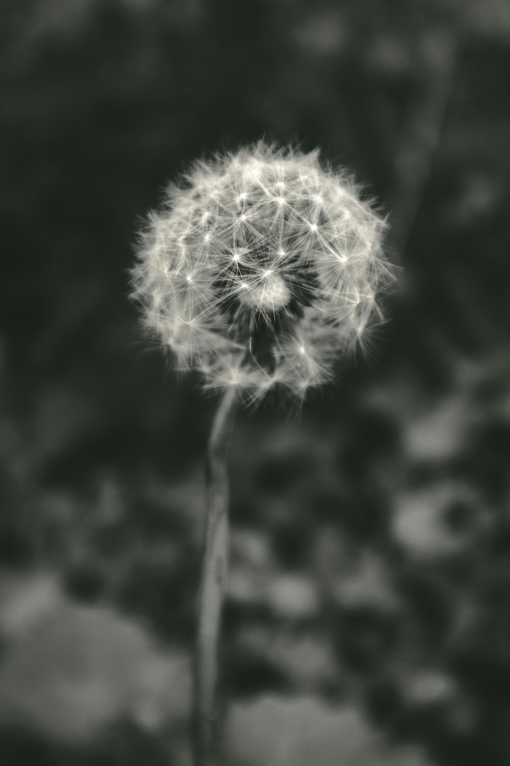 a black and white photo of a dandelion