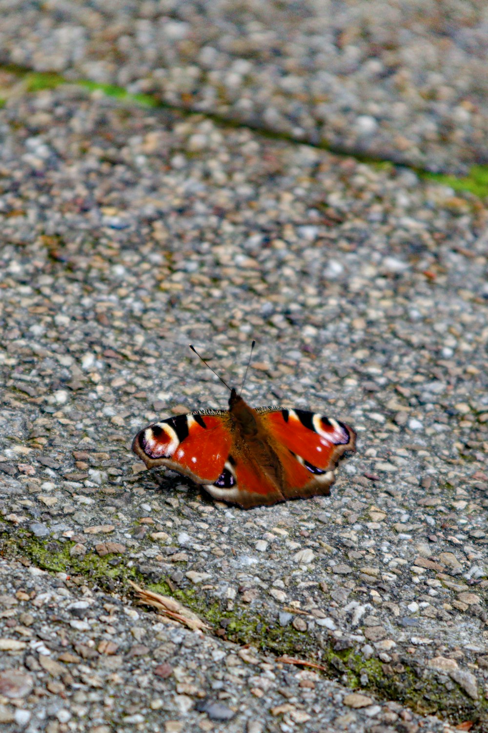 a small butterfly sitting on the ground