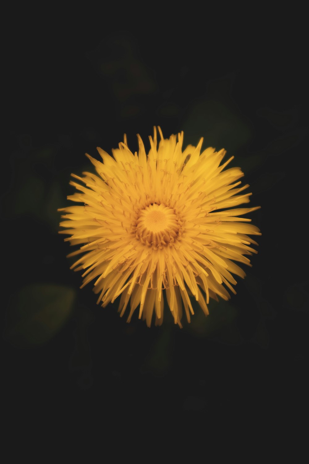 a close up of a yellow flower on a black background