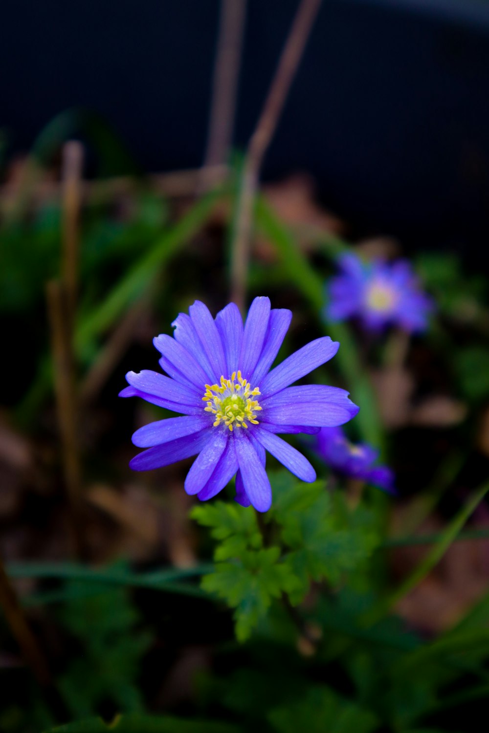 a close up of a purple flower with green leaves